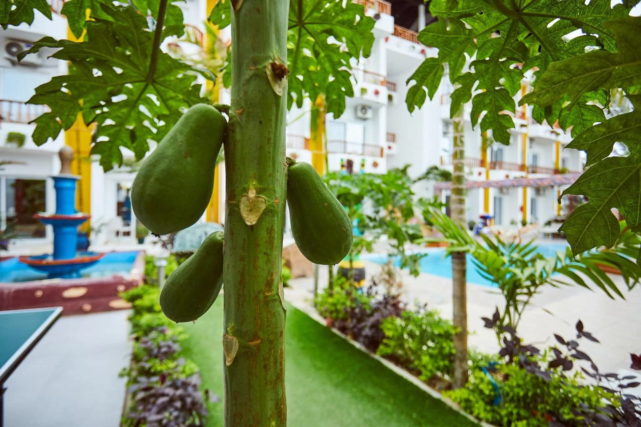 Garden in Canary Nungwi Hotel & Free SPA