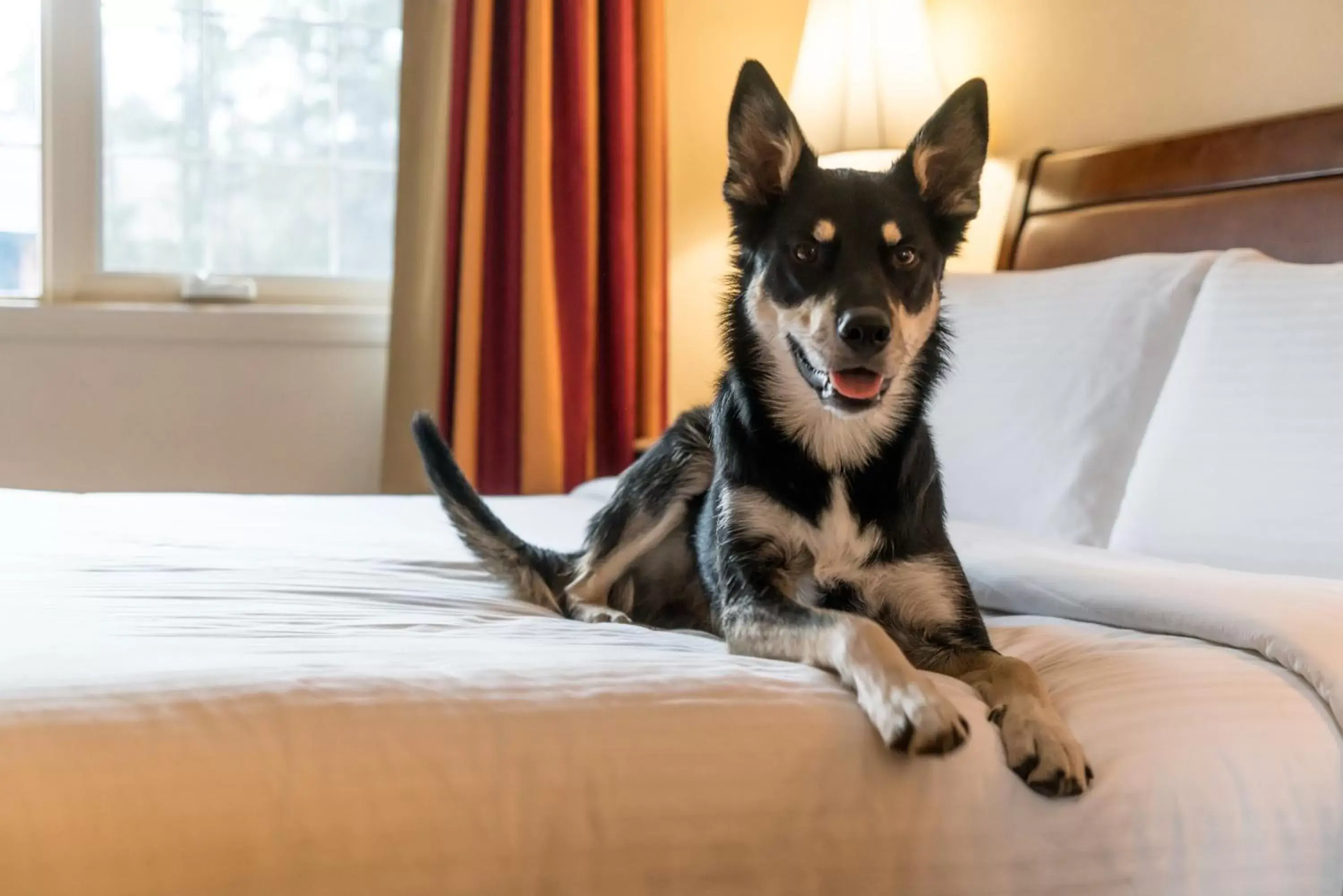 Pets in Lake Louise Inn