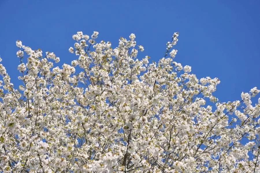 Spring in Bed and Breakfast Bavaria München