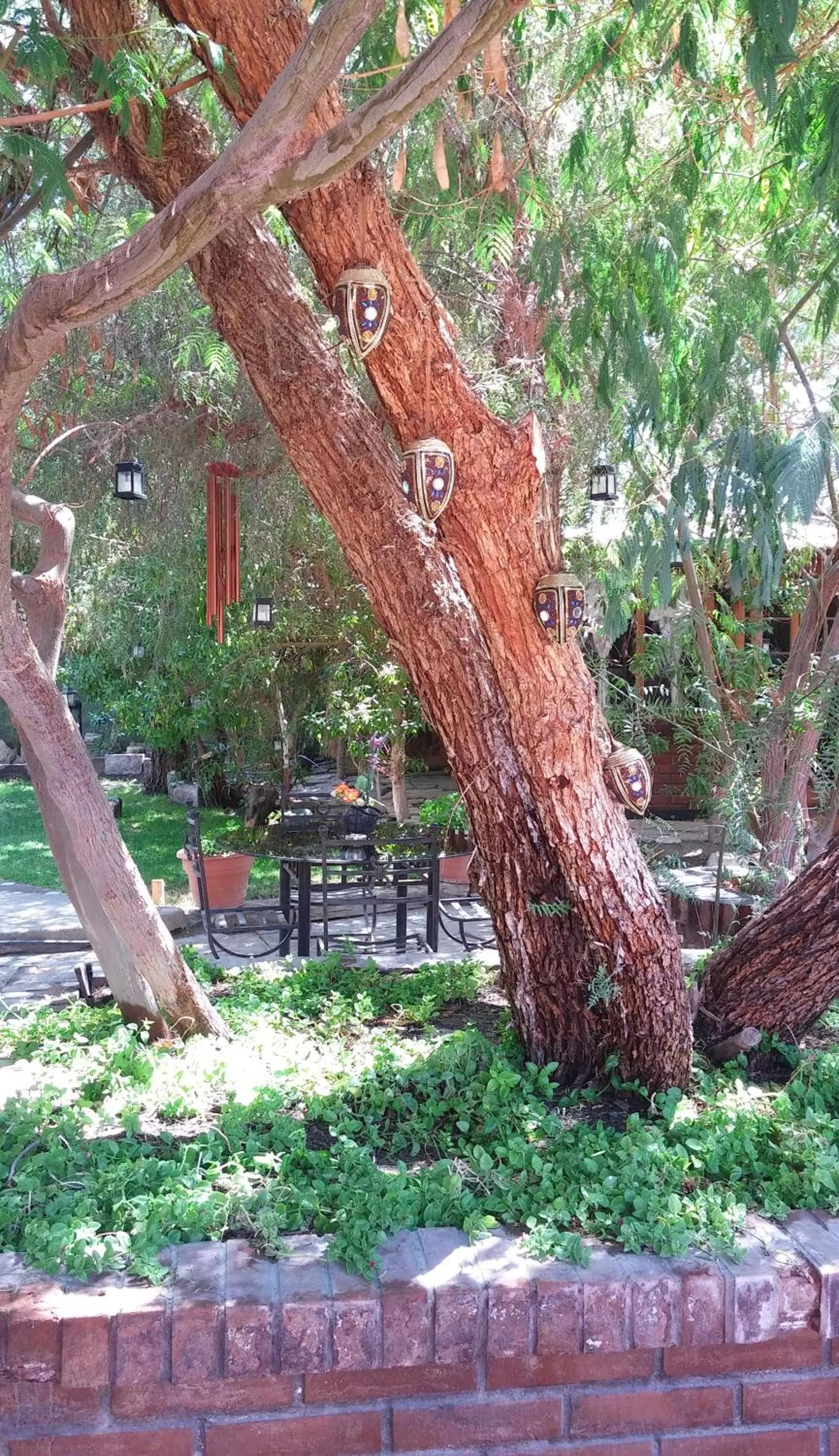 Garden in Atankalama