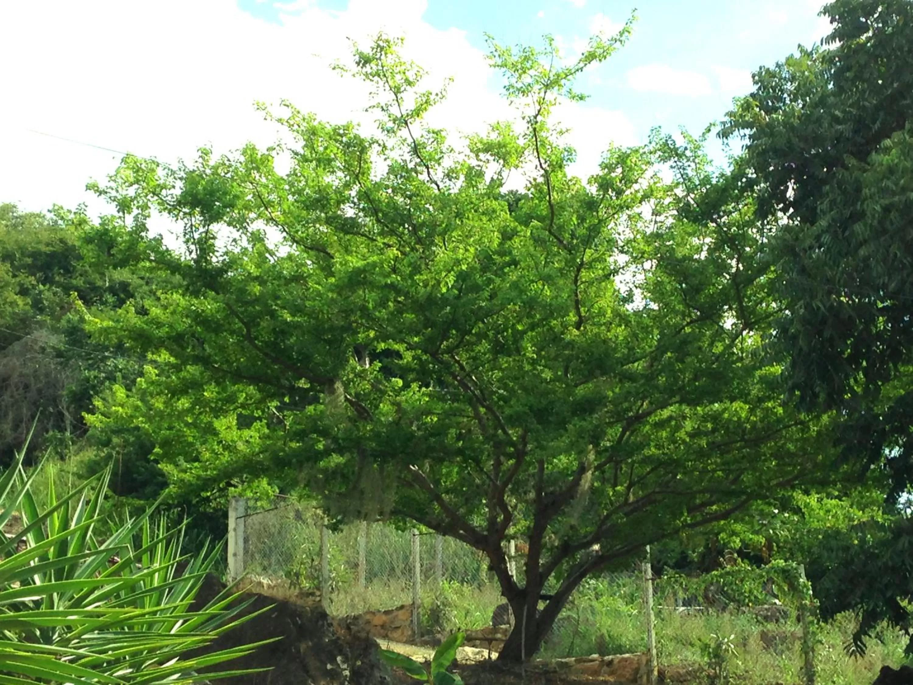 Garden in Hotel Terrazas de la Candelaria