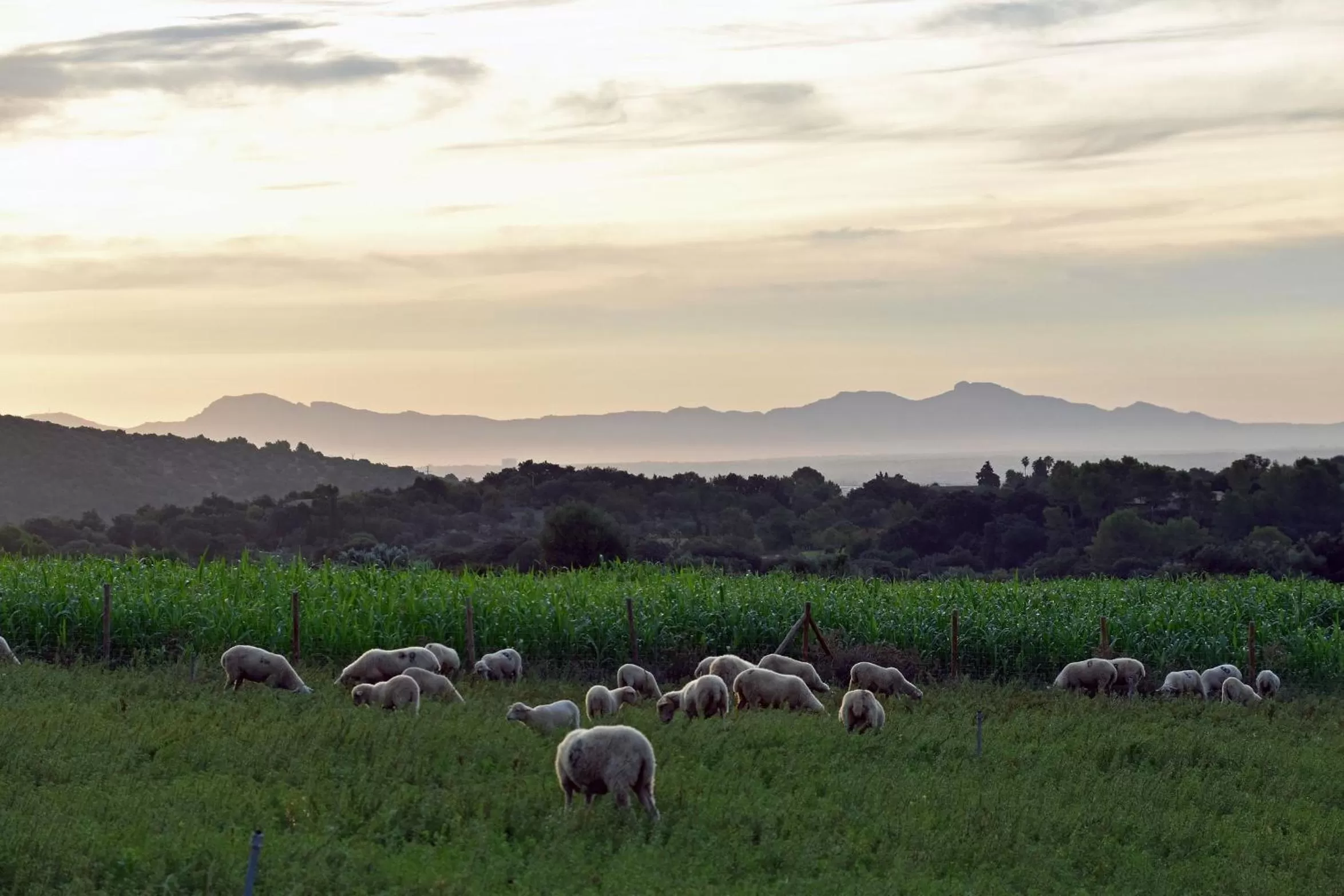 Garden in Monnàber Vell