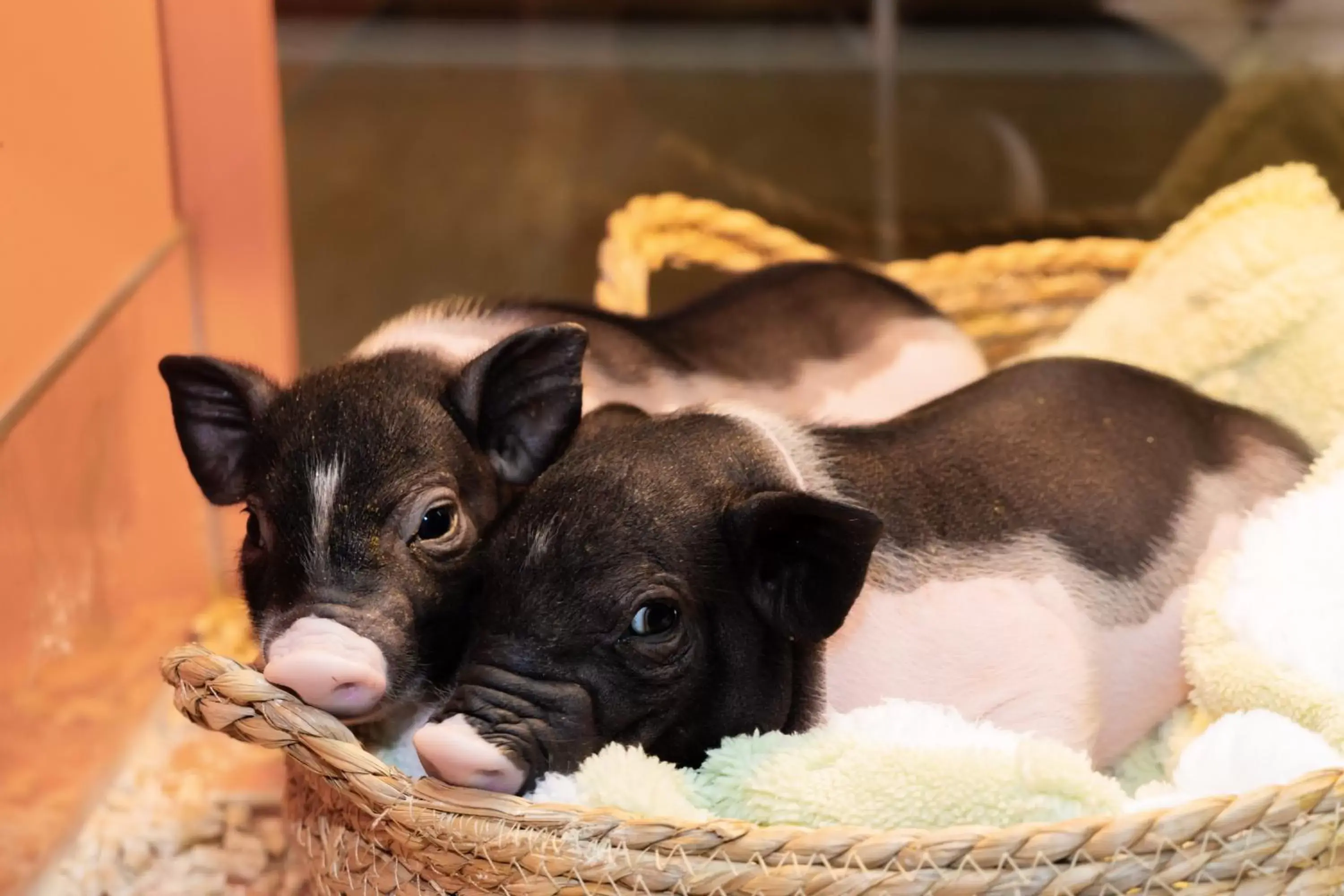 Animals, Pets in Shenzhen Marriott Hotel Golden Bay