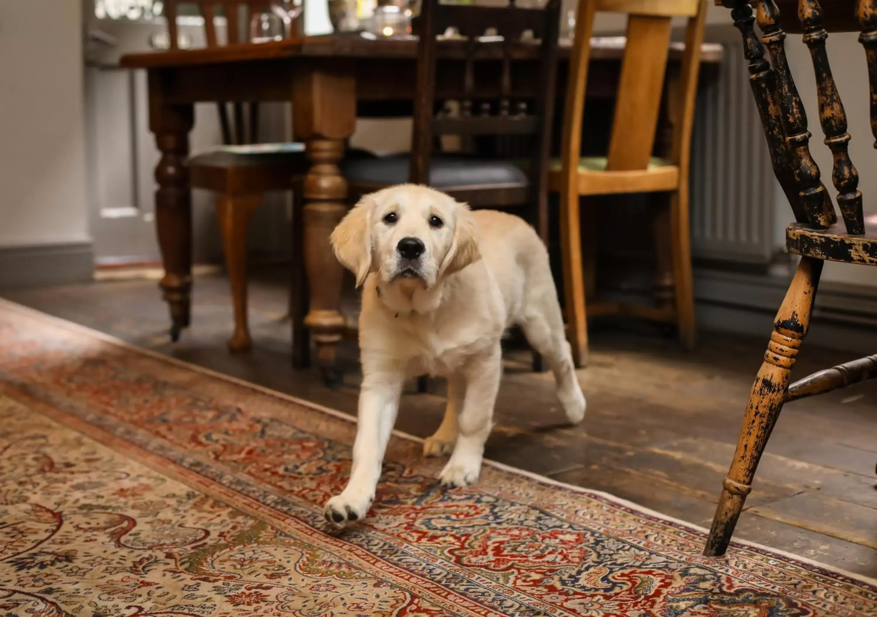 Pets in The Black Swan Inn