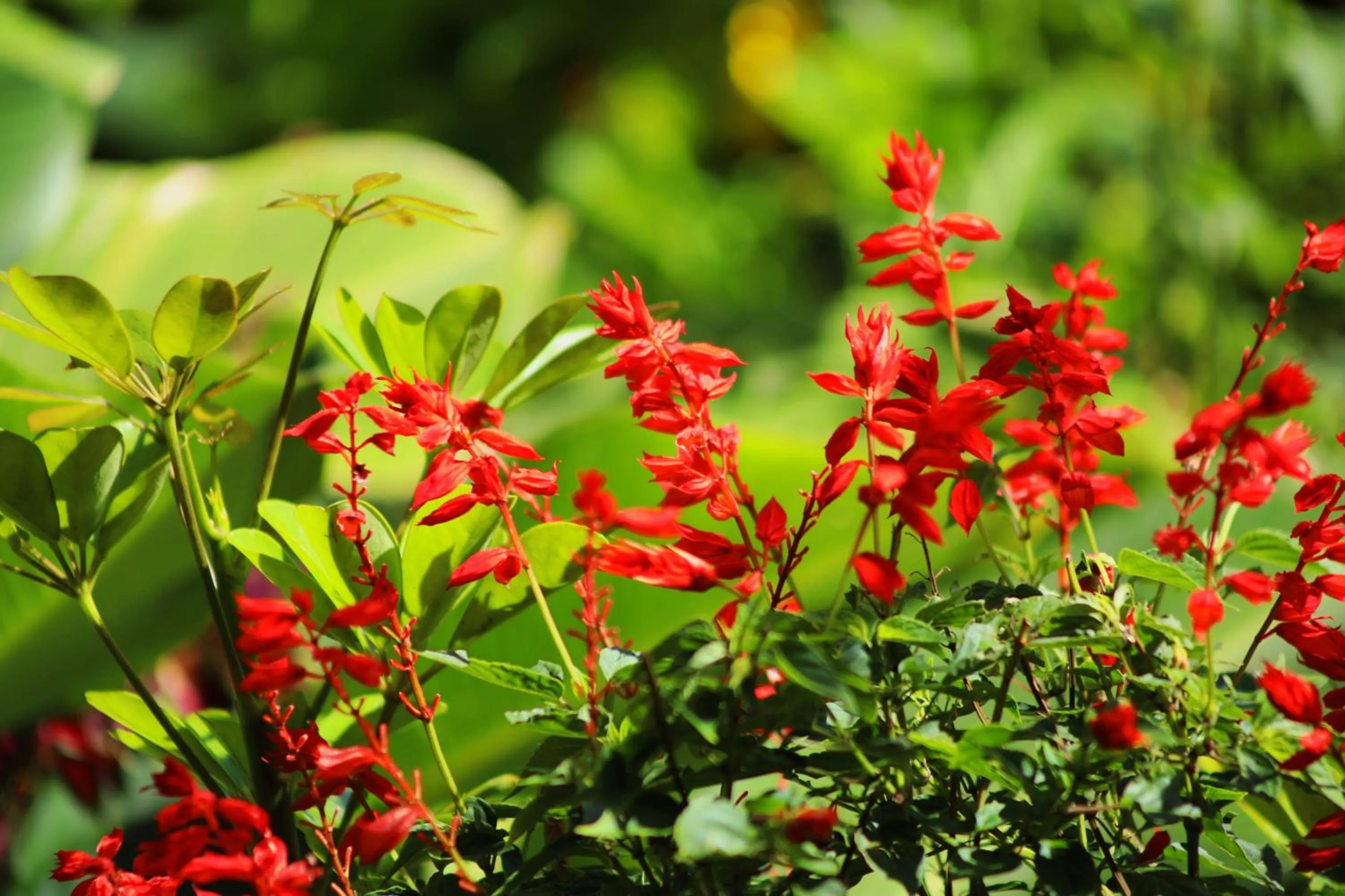 Garden in Trapp Family Lodge Monteverde
