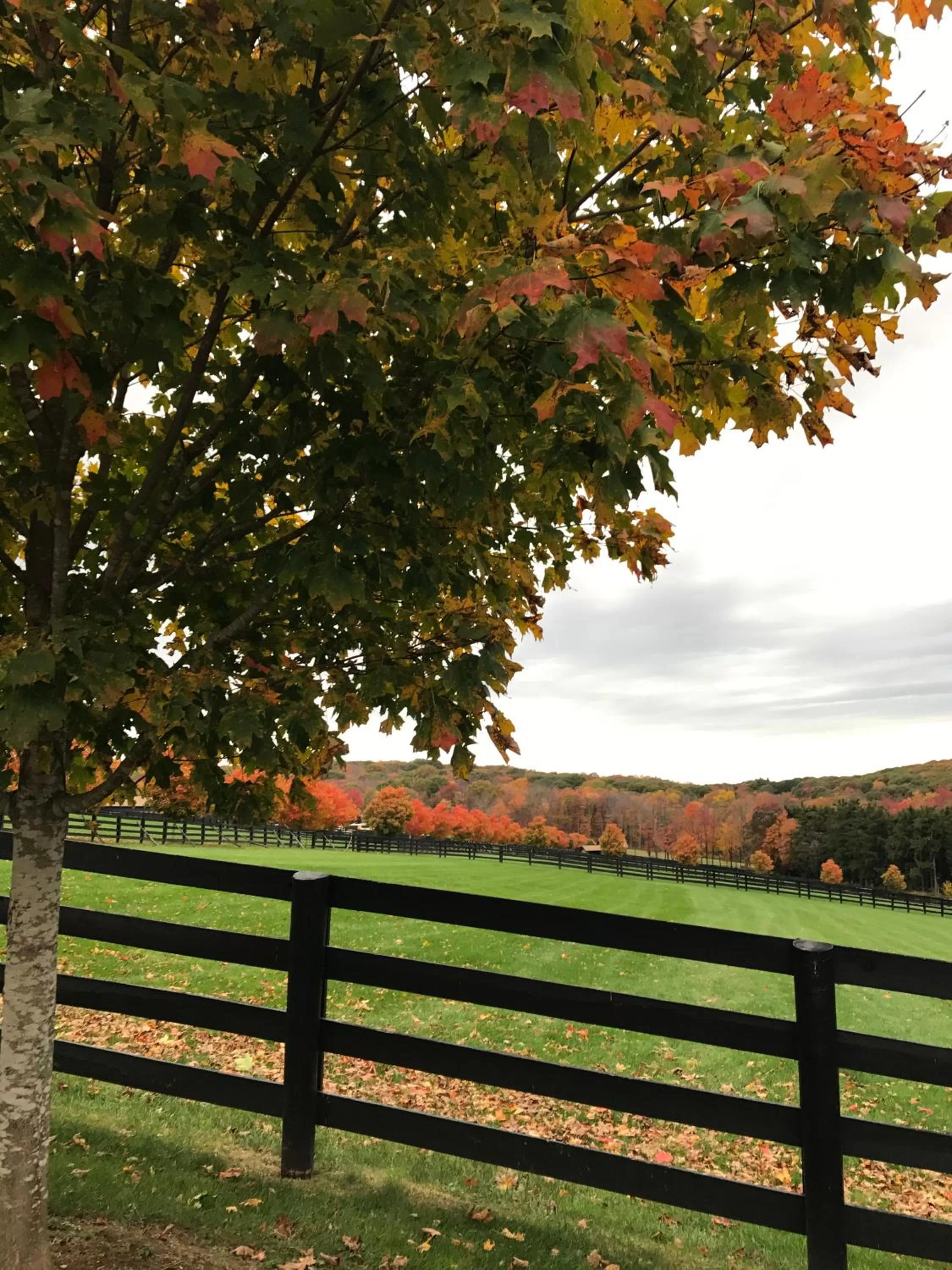 Natural landscape in Station Inn Pawling