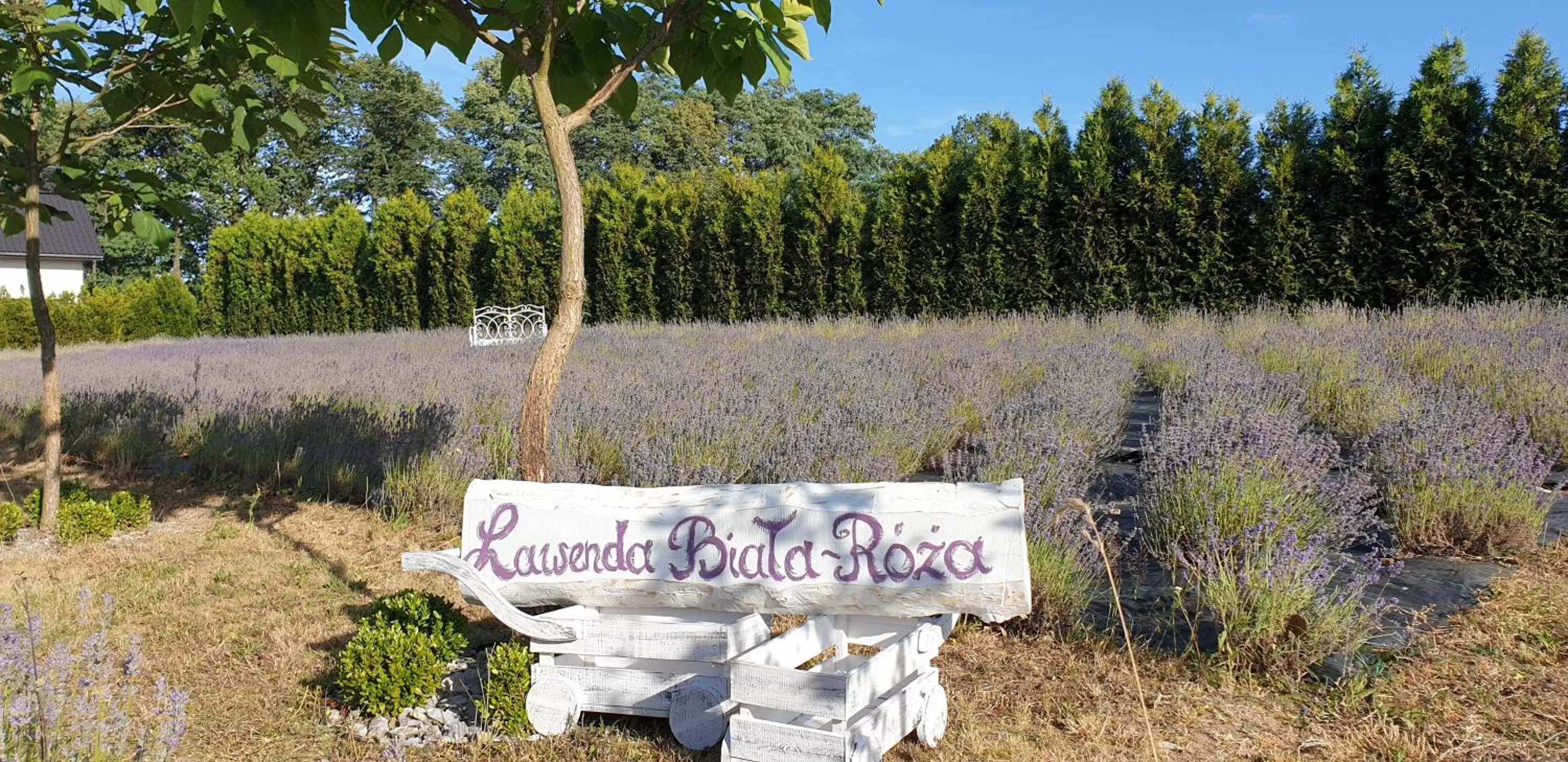 Natural landscape in Noclegi Biała Róża