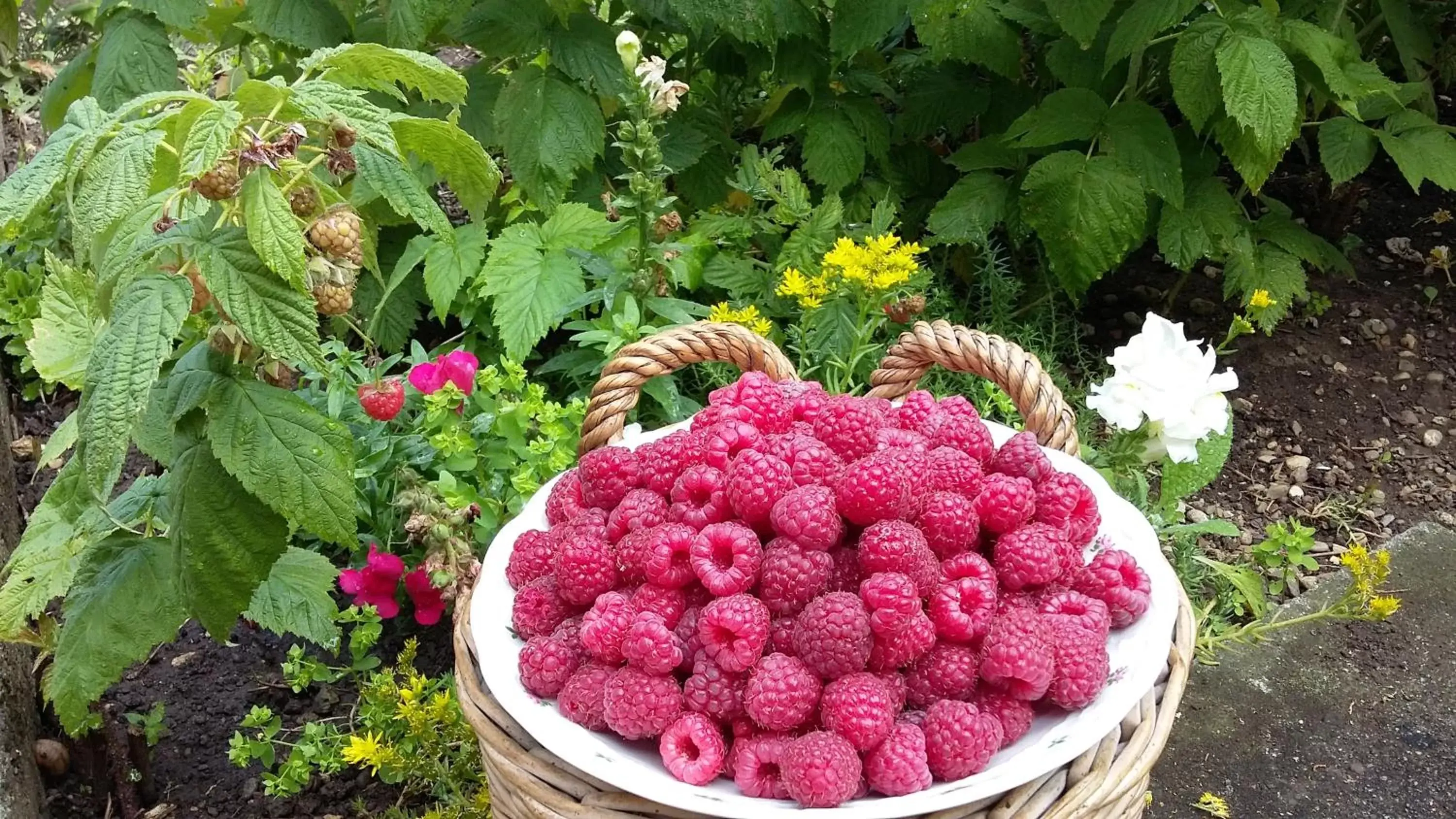 Garden in B&B Kalimera Pratteln