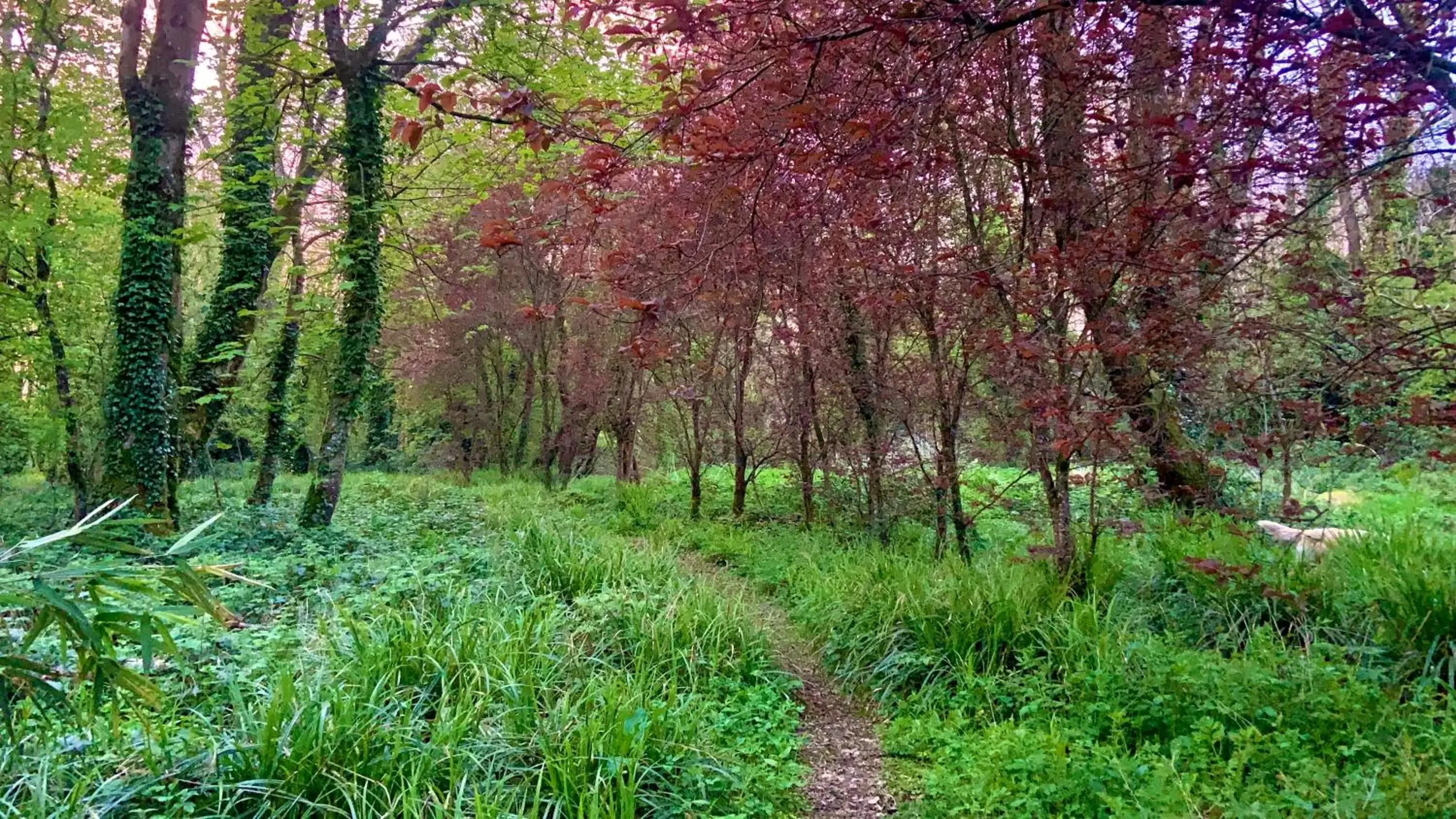 Natural Landscape in Lacken Millhouse and Gardens