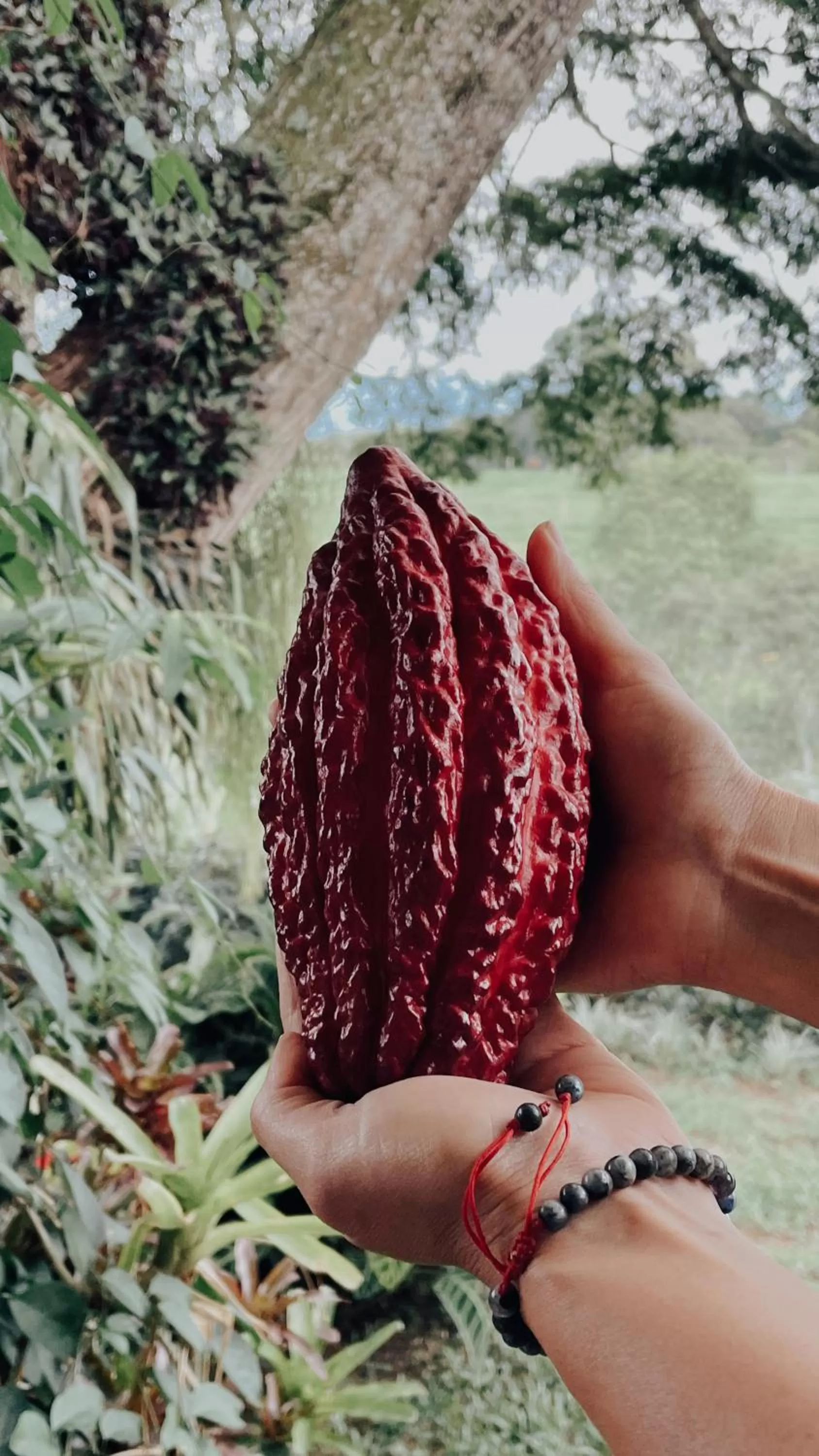 Activities in MuchoSur Quimbaya