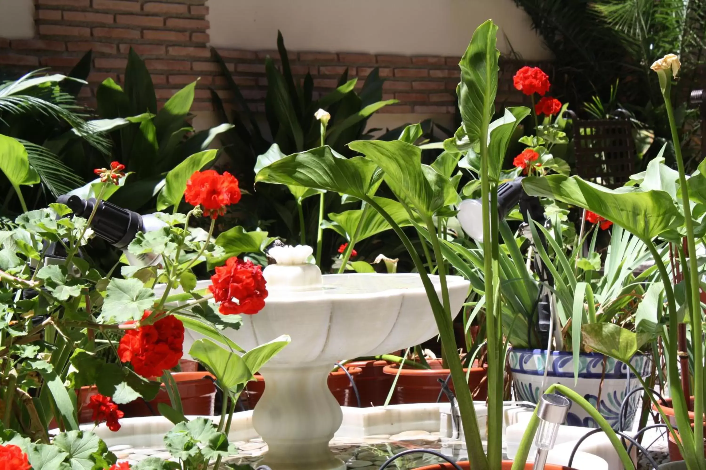 Garden, Food in Abadía Hotel