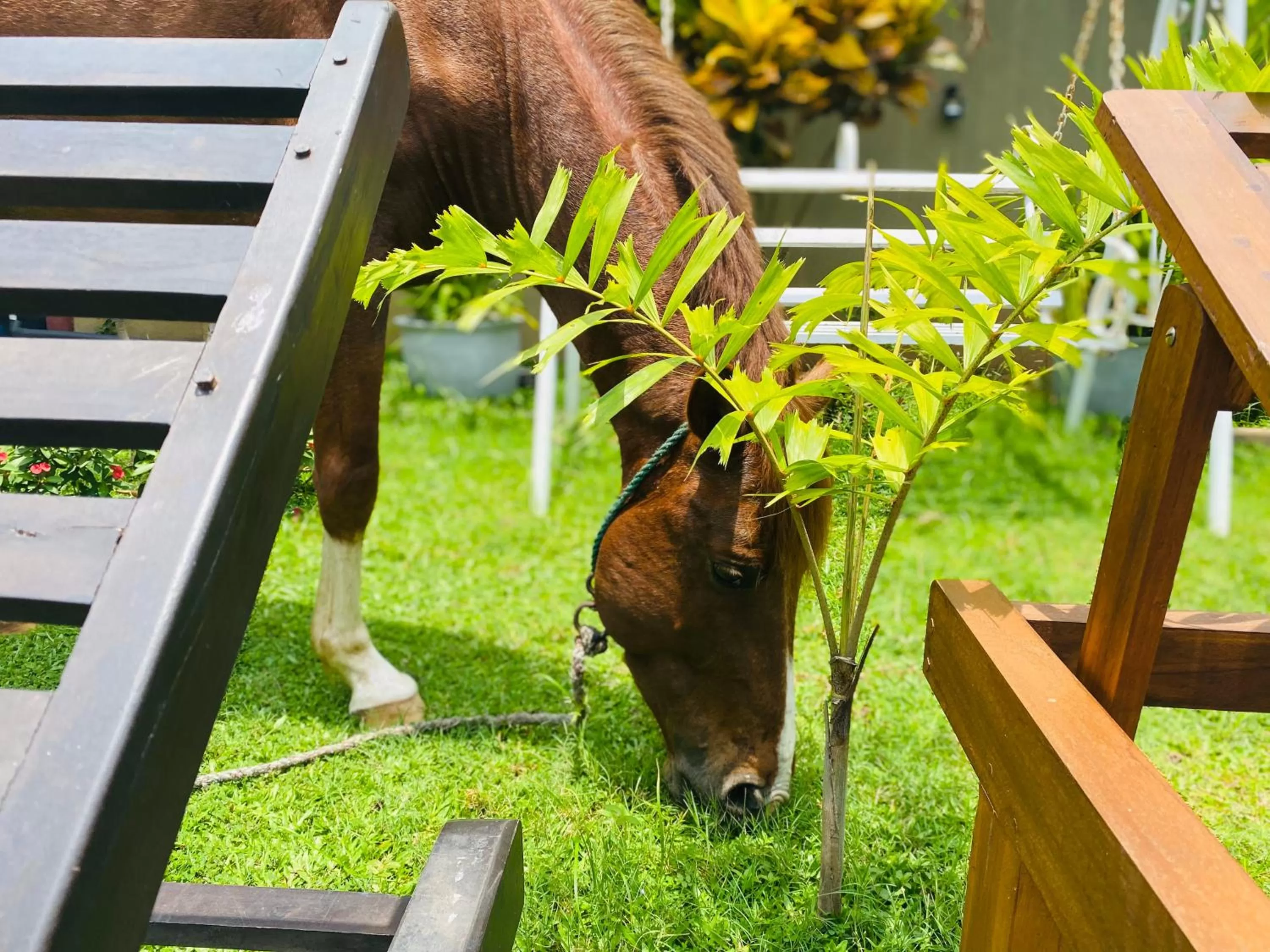 Garden in The Kingslayer Resort