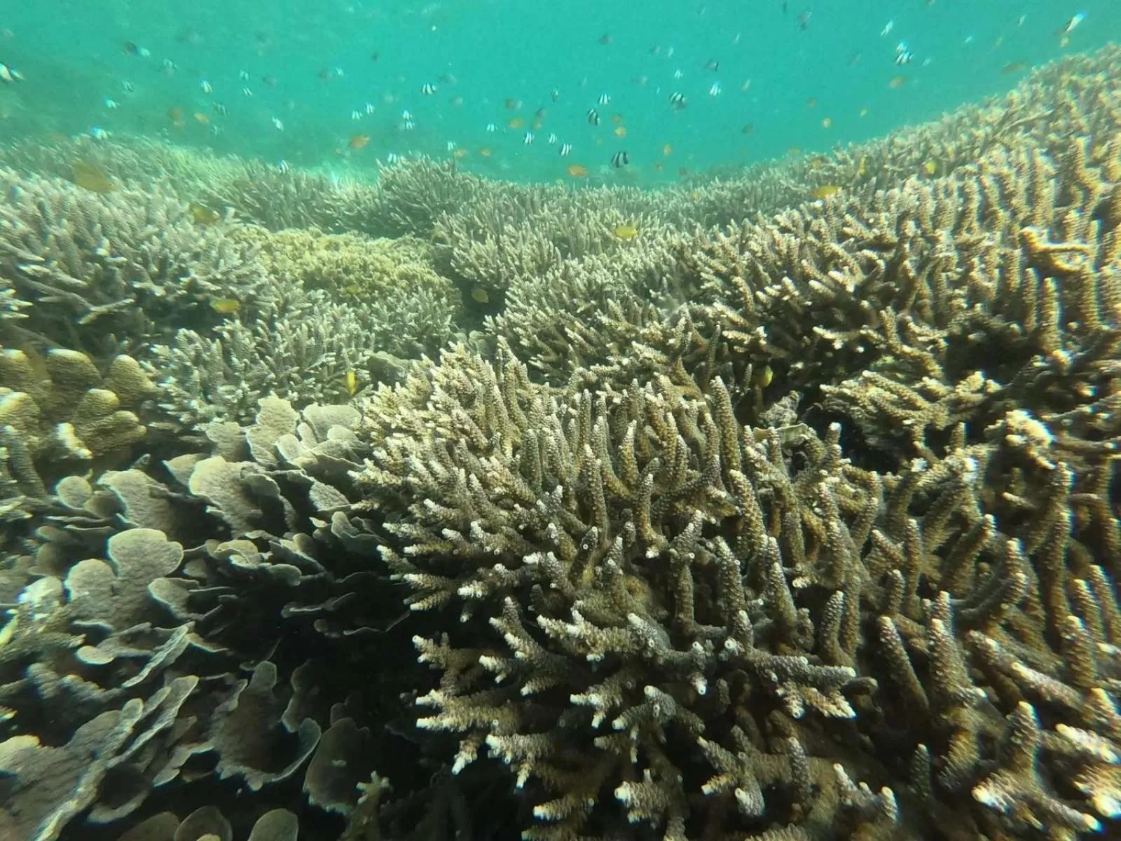 Pescador View - Beach Resort & Restaurant