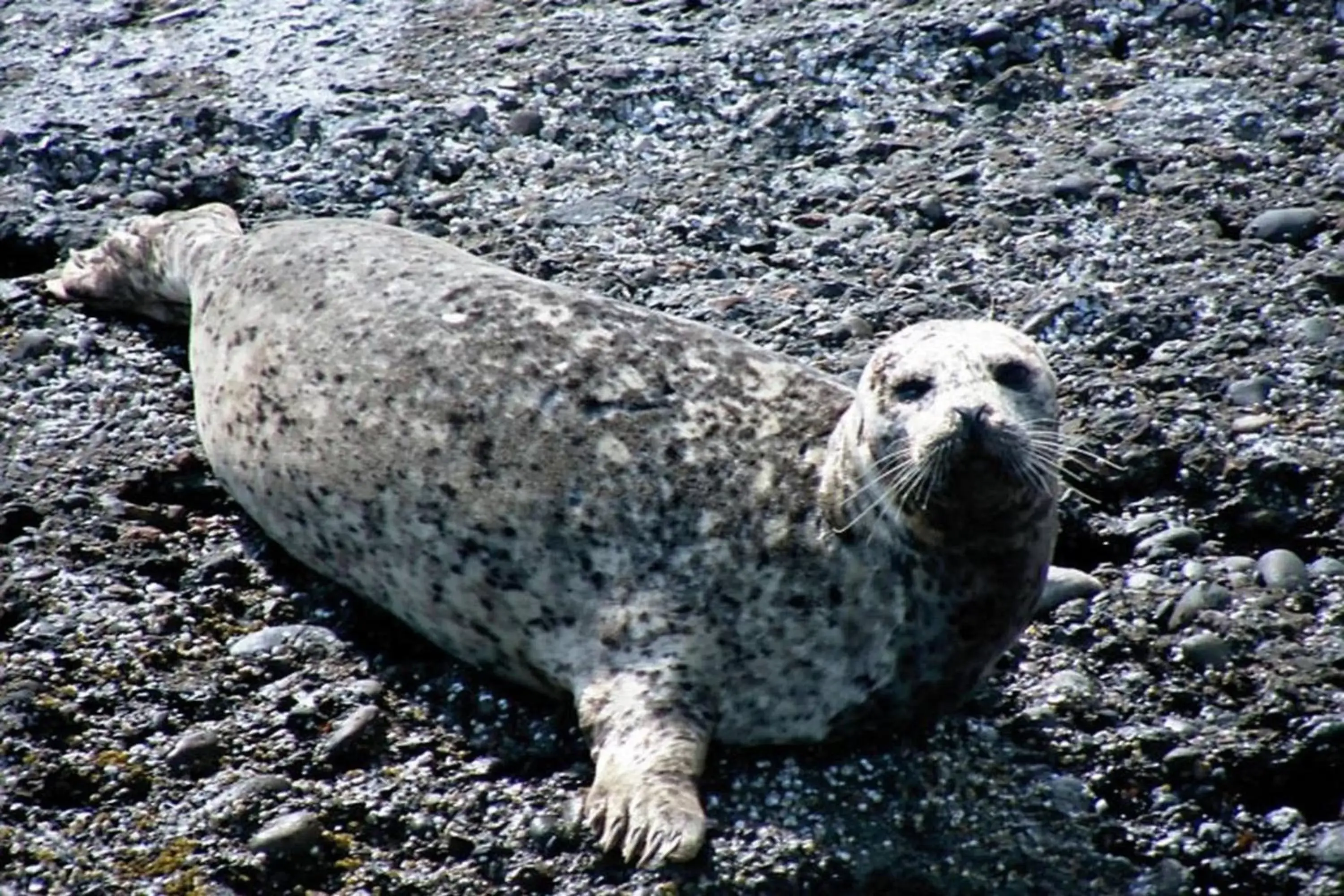 Beach, Other Animals in Qualicum Breeze Beach Resort