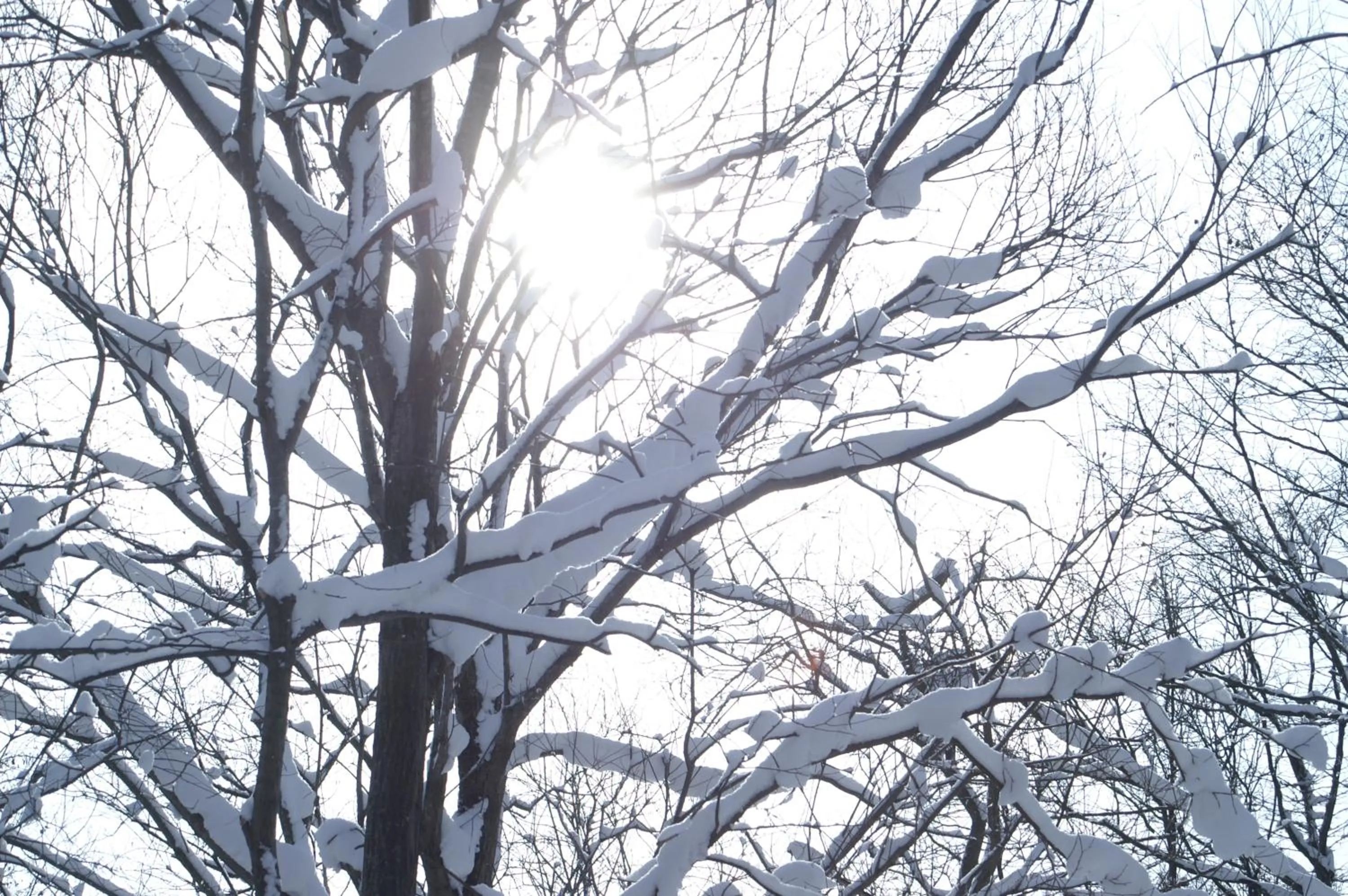 Winter in Niseko Prince Hotel Hirafutei