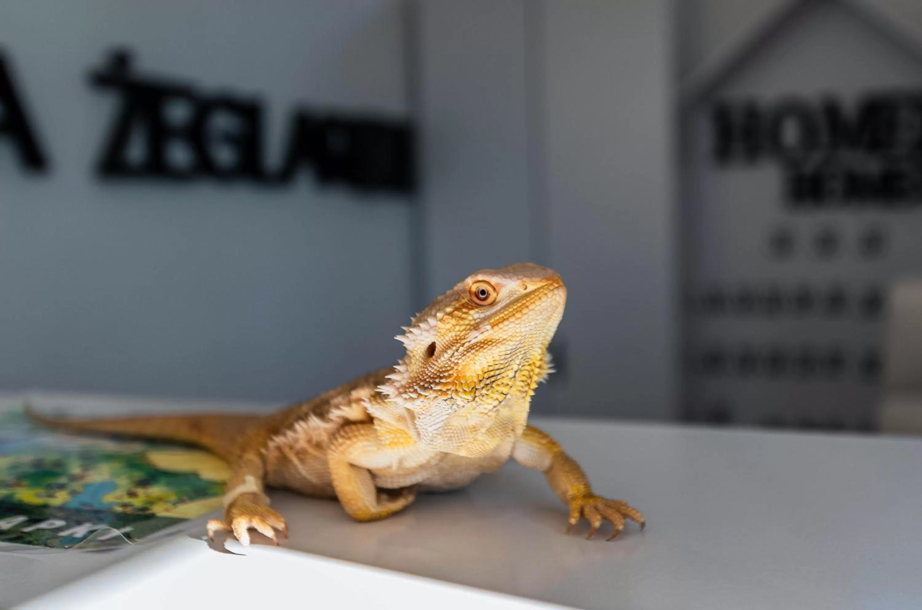 Lobby or reception in Willa ŻeglarSki