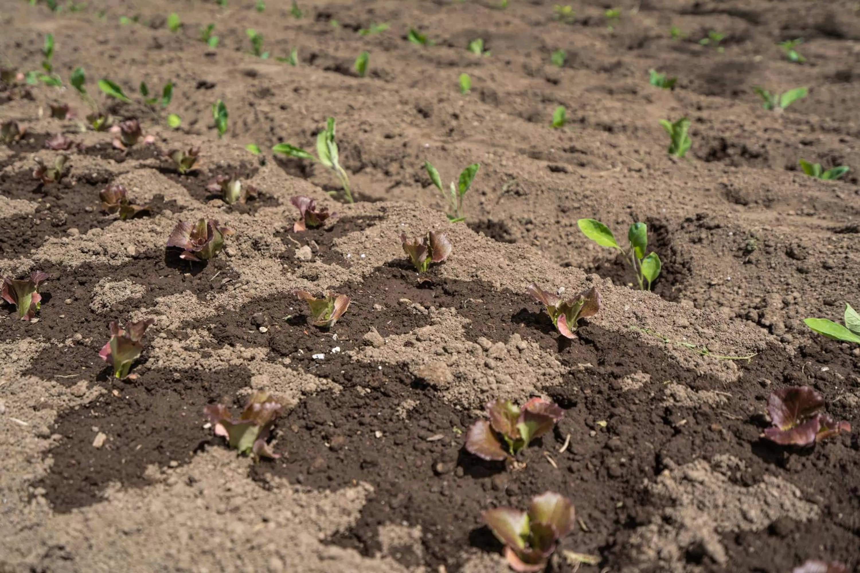 Food in Il Casale di Don Matteo