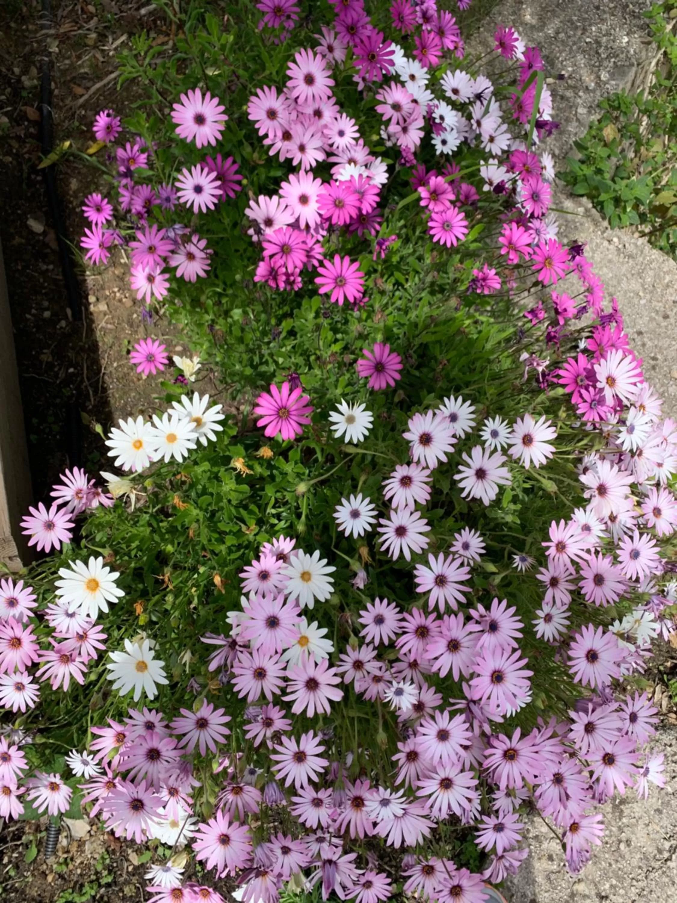 Monte Carlo View and Spa