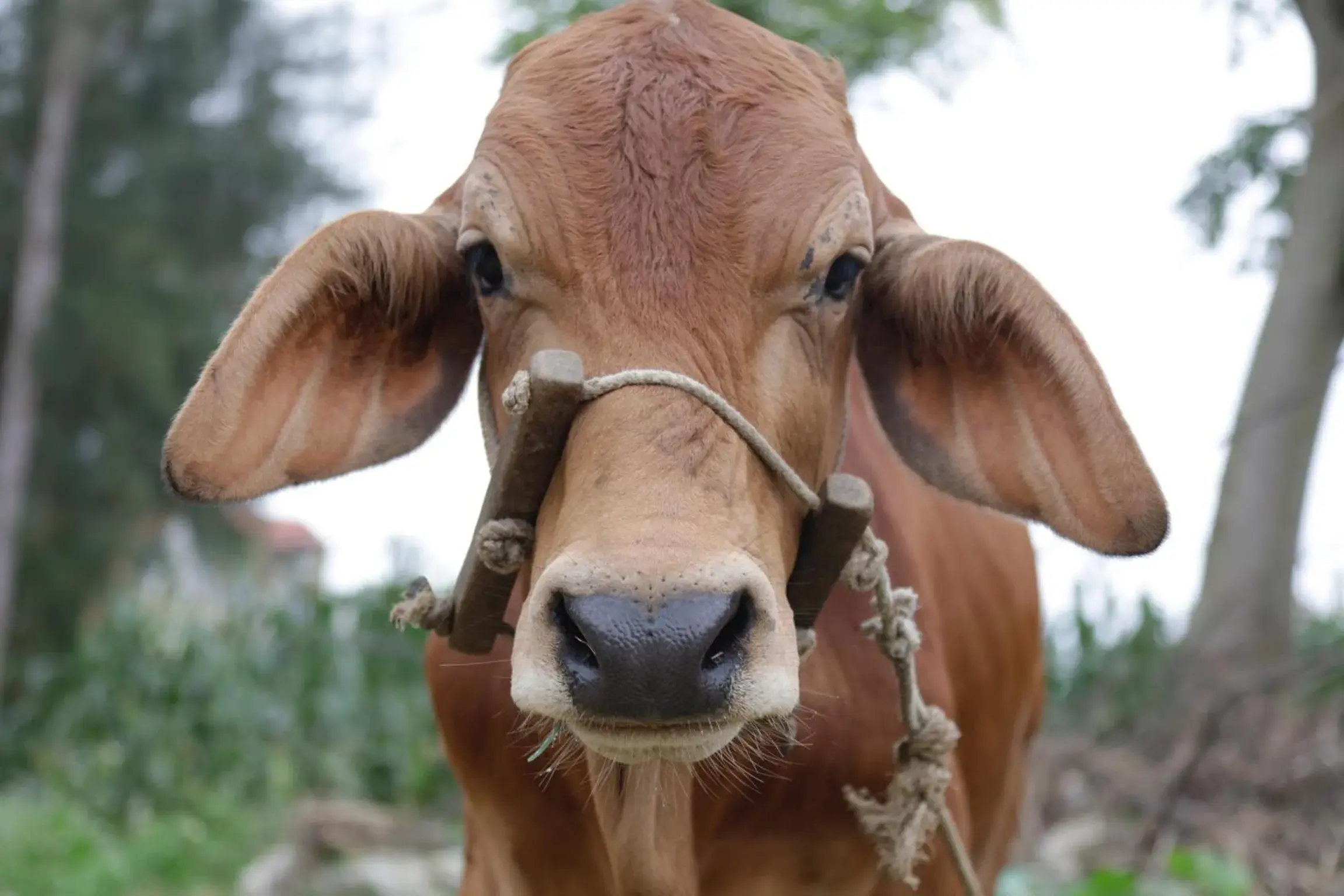 Nearby landmark, Other Animals in Riverside Hamlet Homestay & Villa