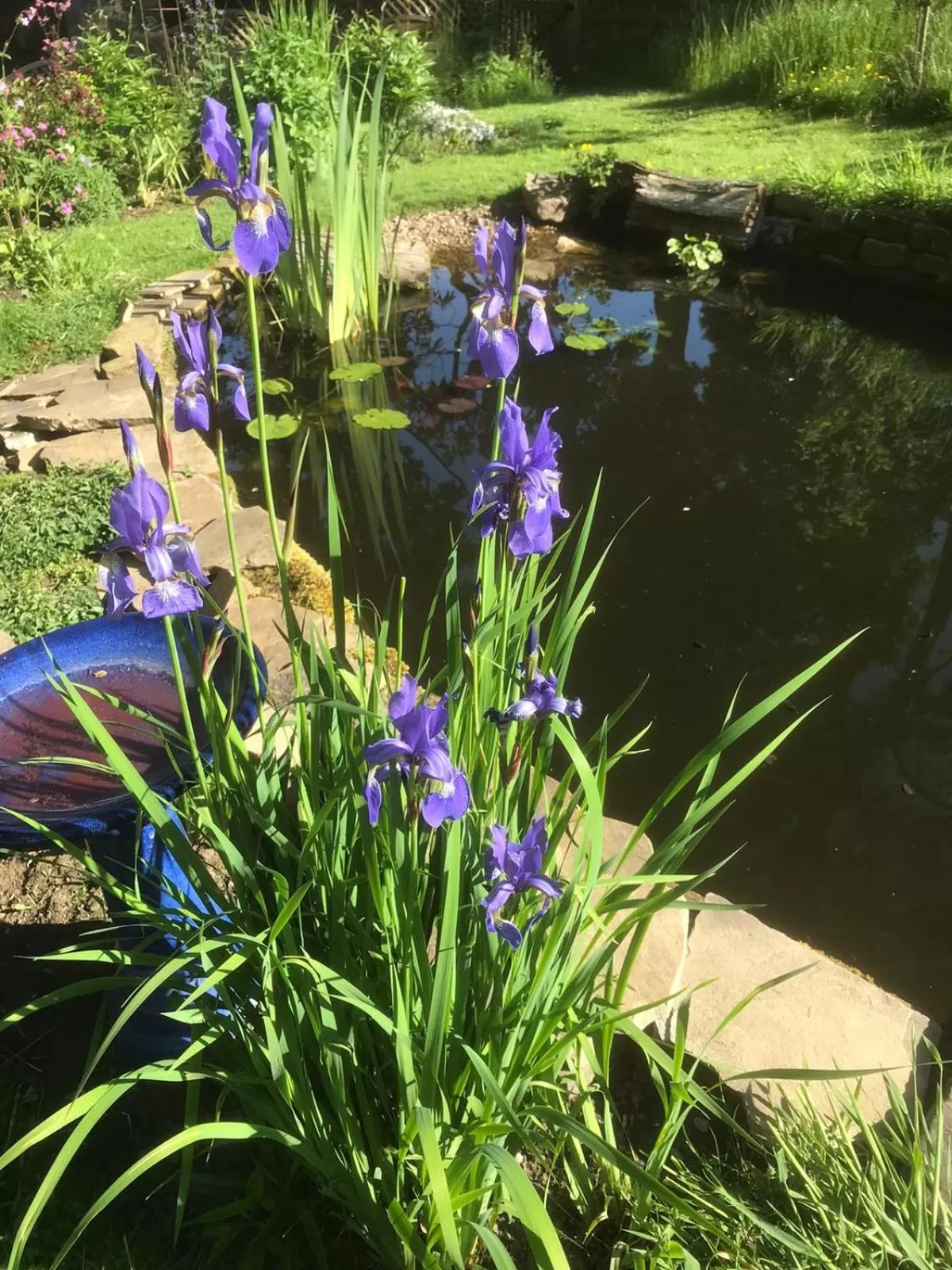 Garden, Other Animals in Kell House Bed & Breakfast