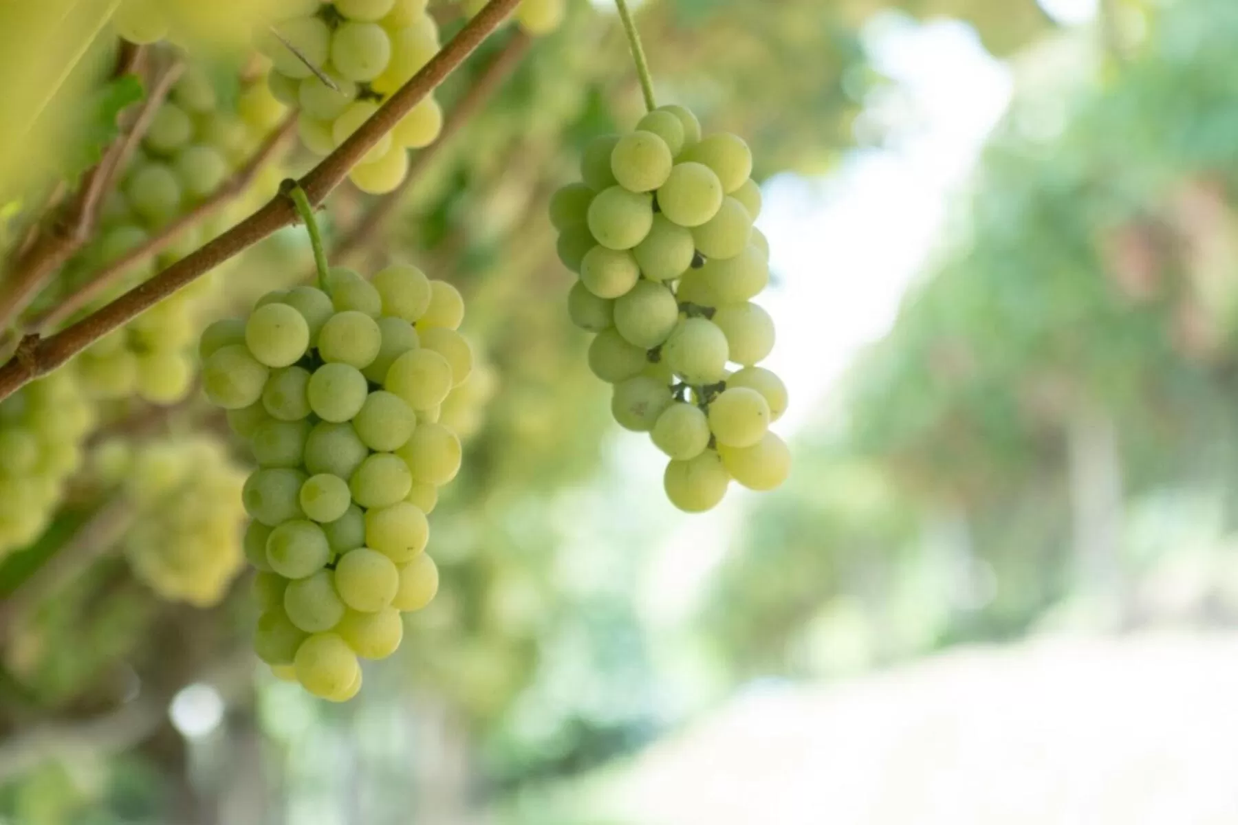 Seasons in Verde Vale Hotel