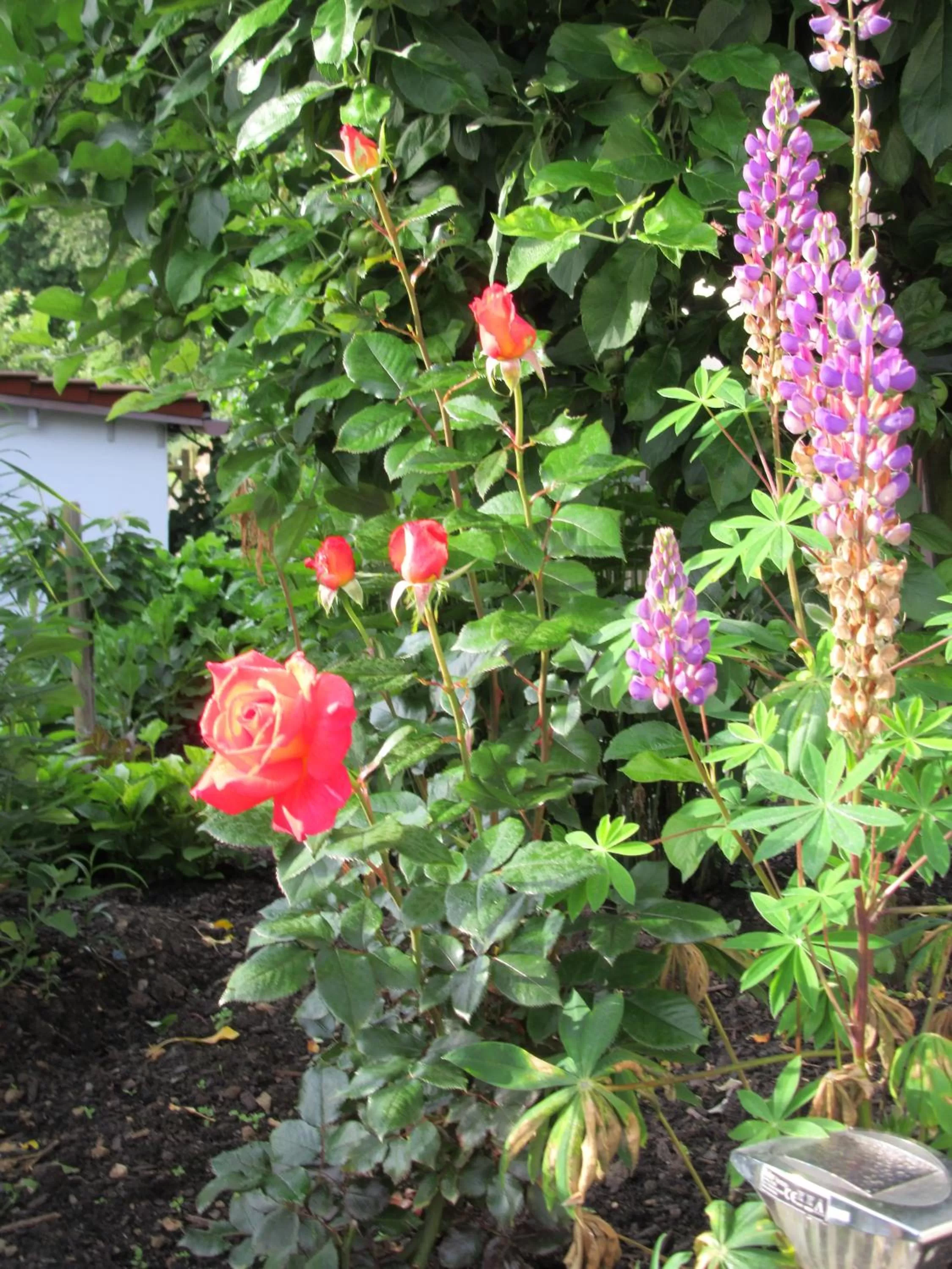 Garden in Hotel Haus Orchideental Jena