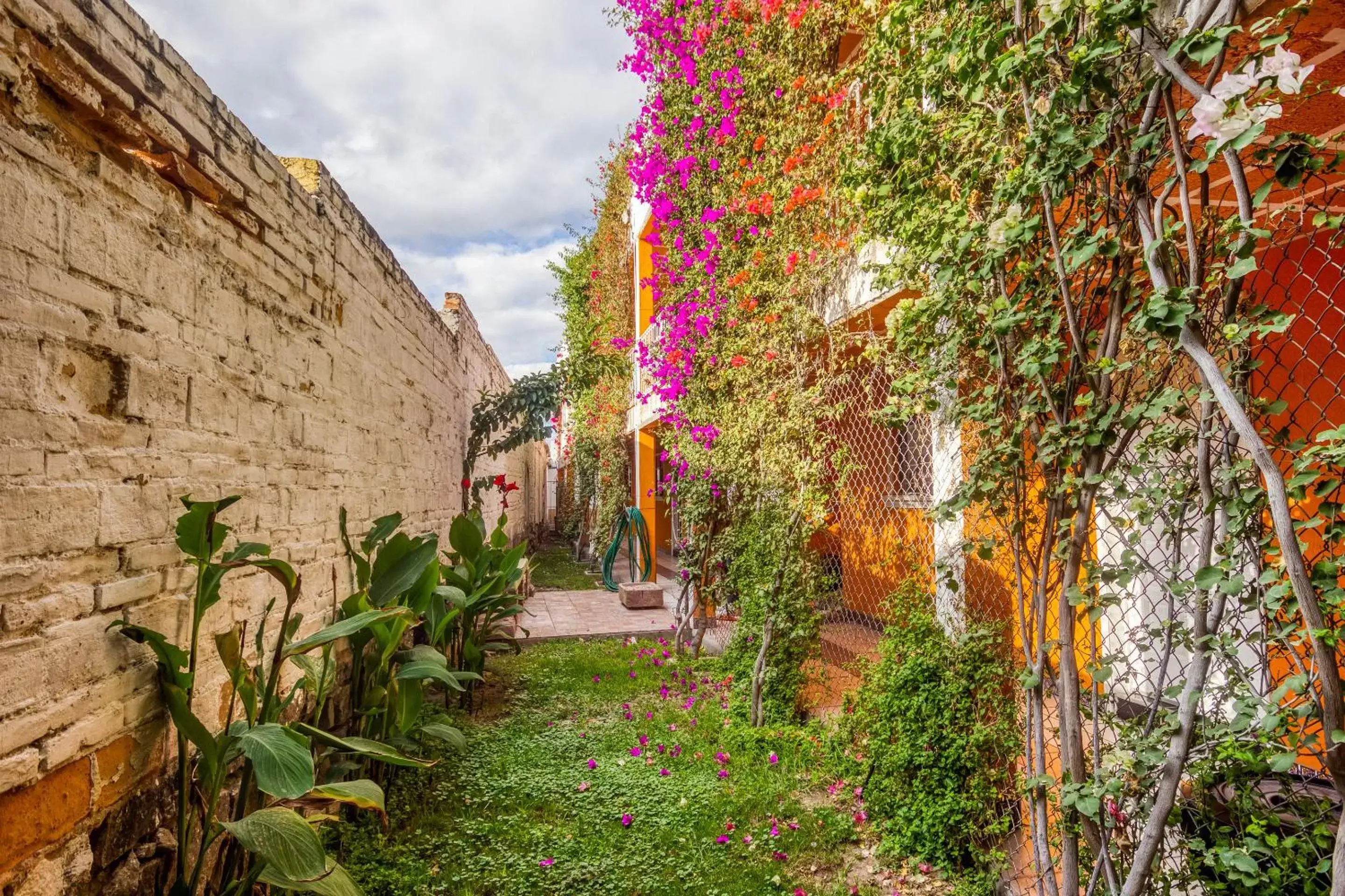 Garden in Hotel Posada Bugambilias