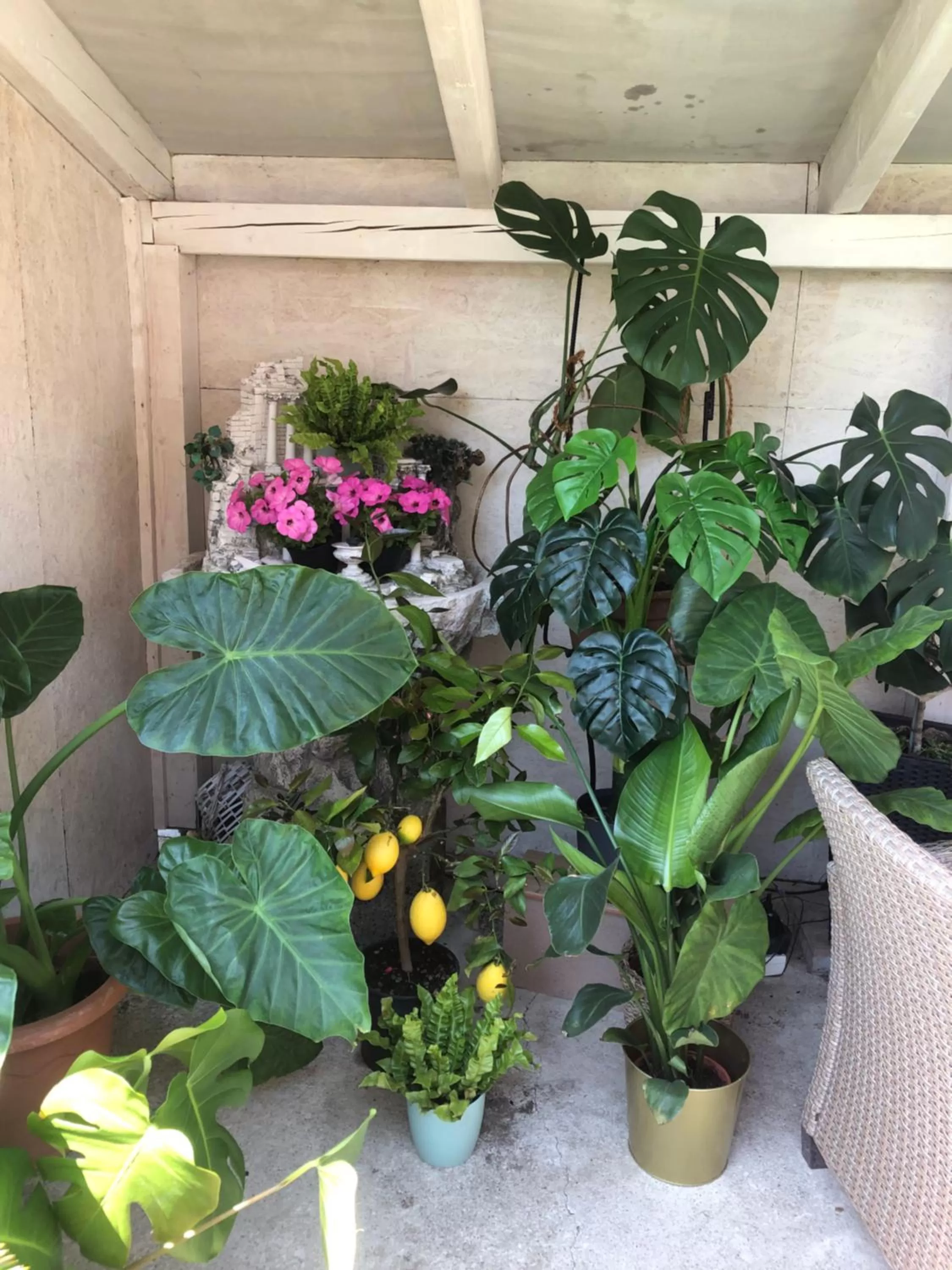 Garden in Vintiamo Apartmanok