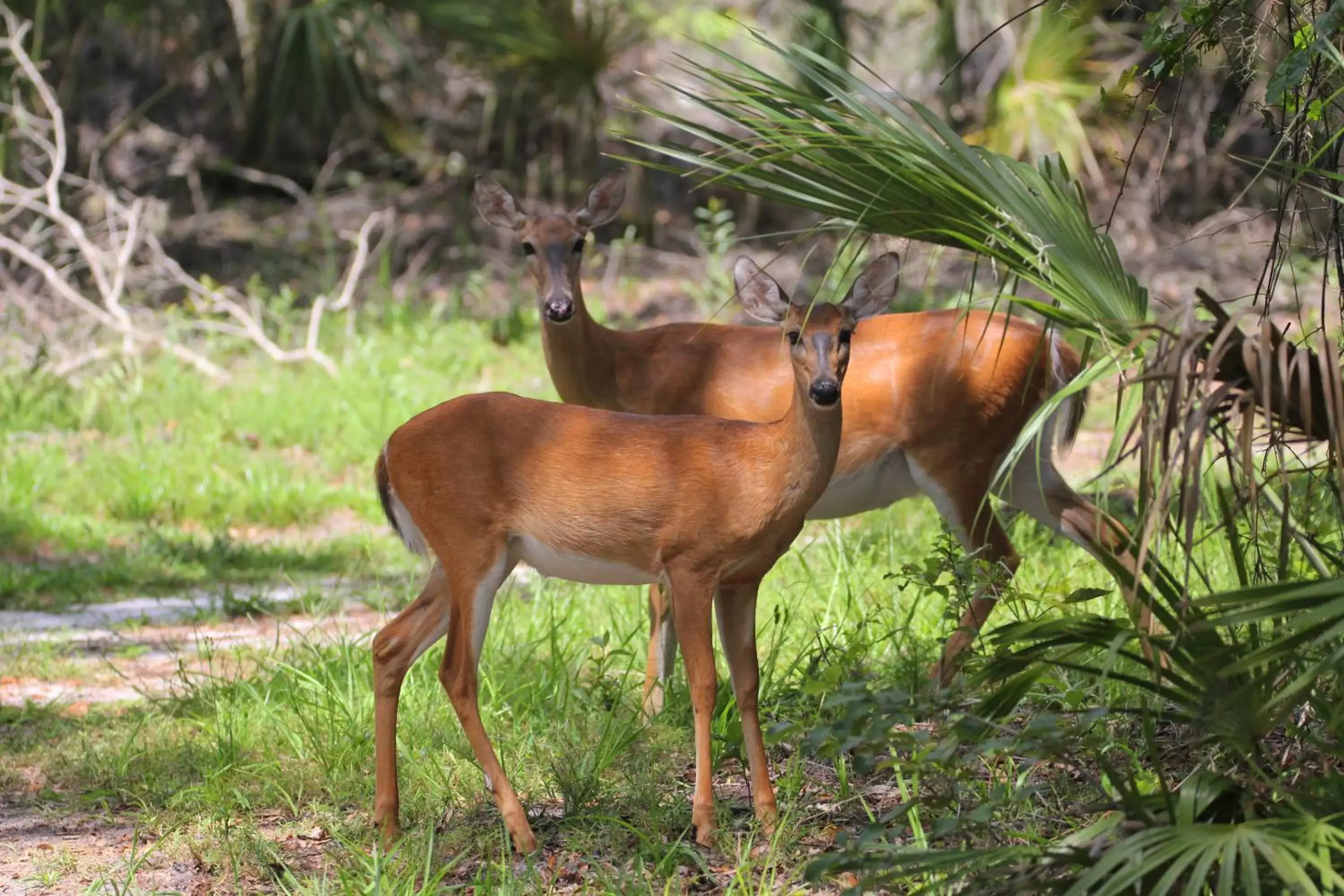 Animals, Other Animals in Camp Mack, A Guy Harvey Lodge