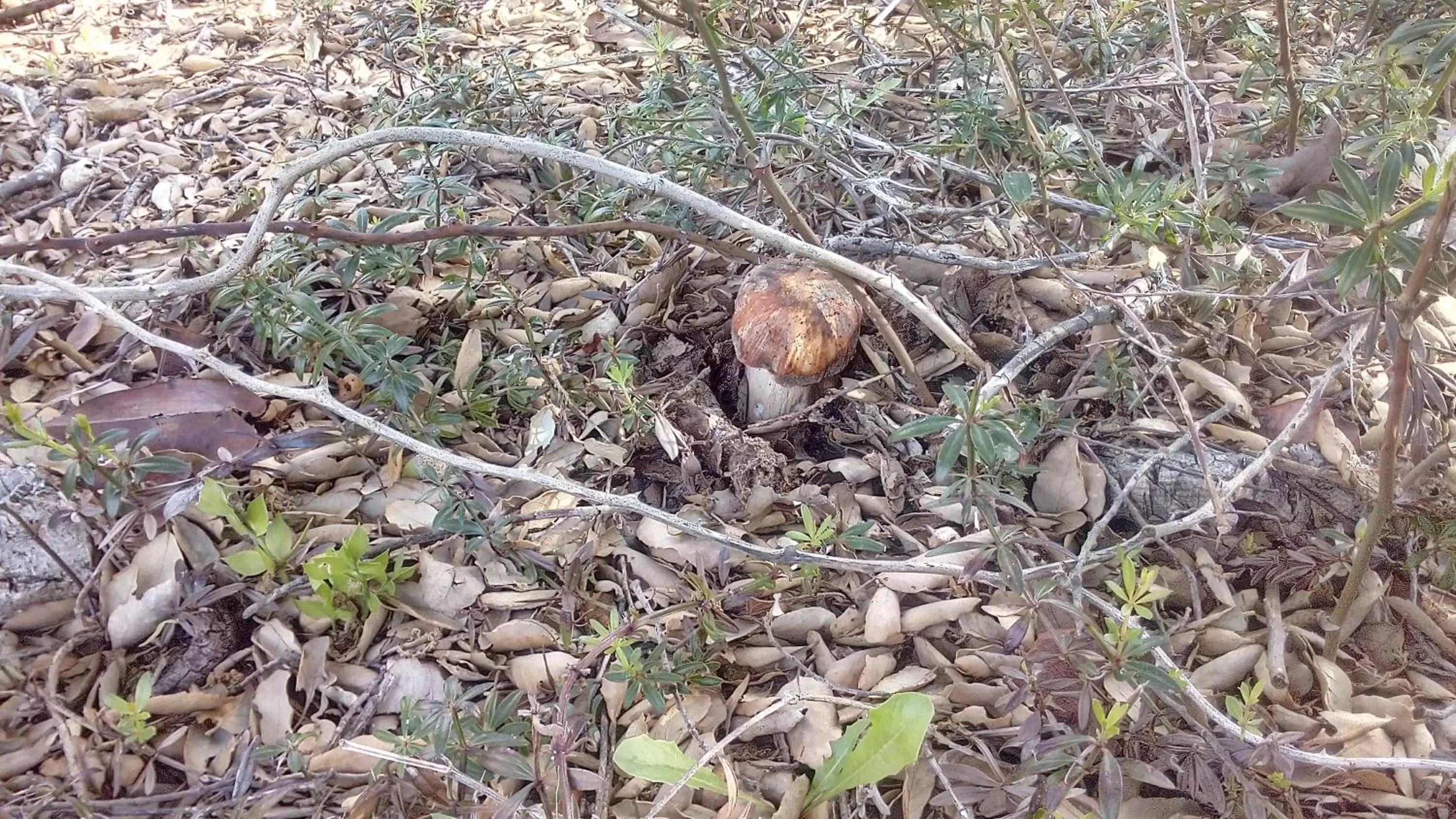 Nearby landmark, Other Animals in B&B Il Nuraghe