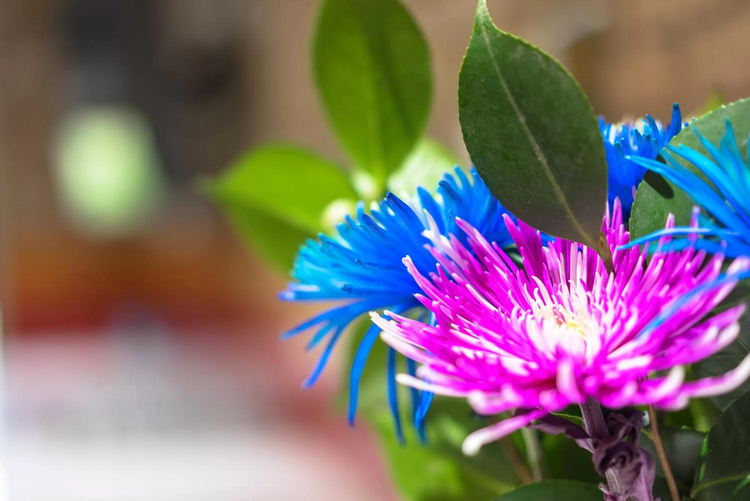 Garden view in Farnham Court Motel and Restaurant