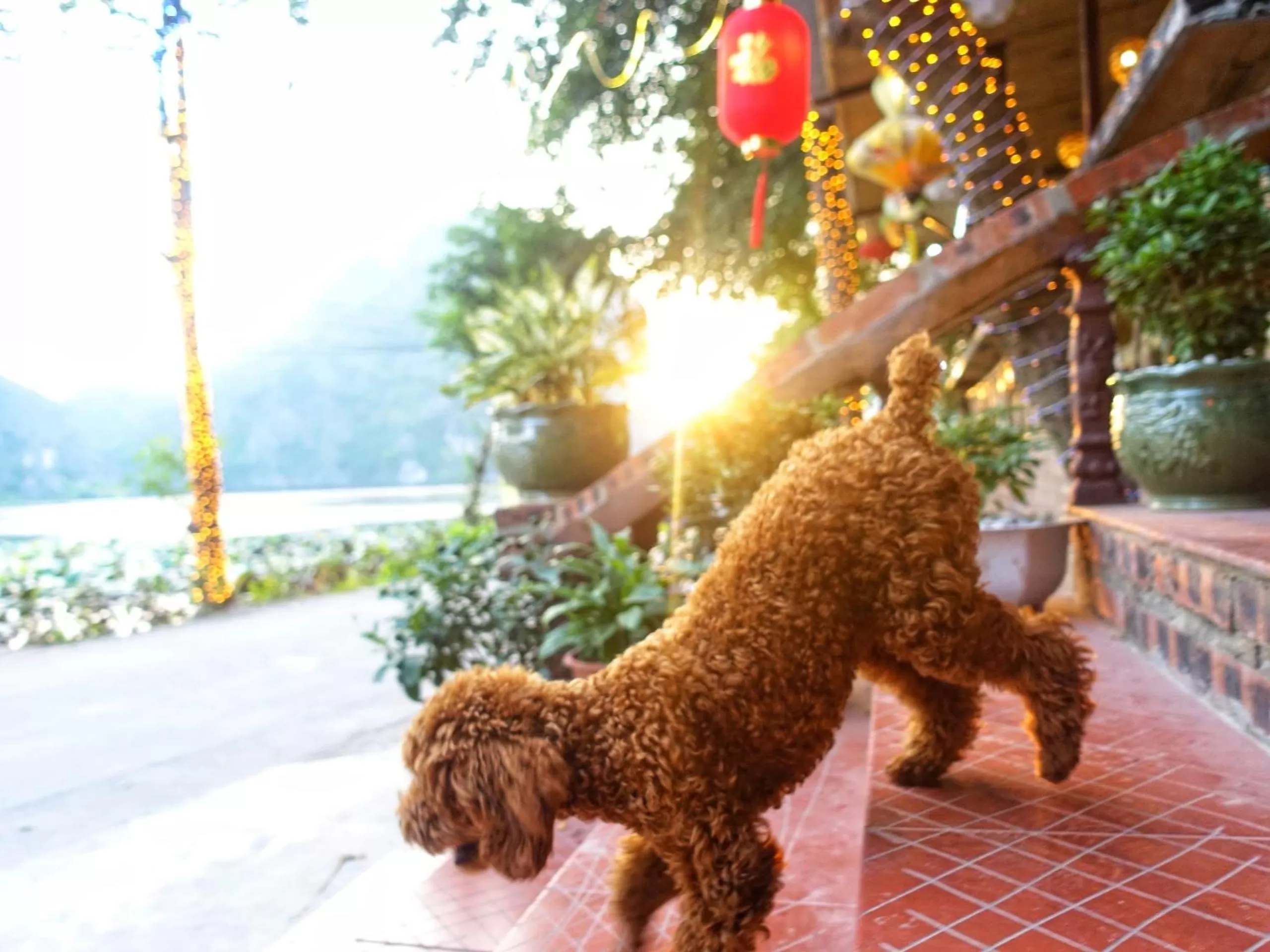 Restaurant/places to eat in Trang An Lotus Lake Homestay