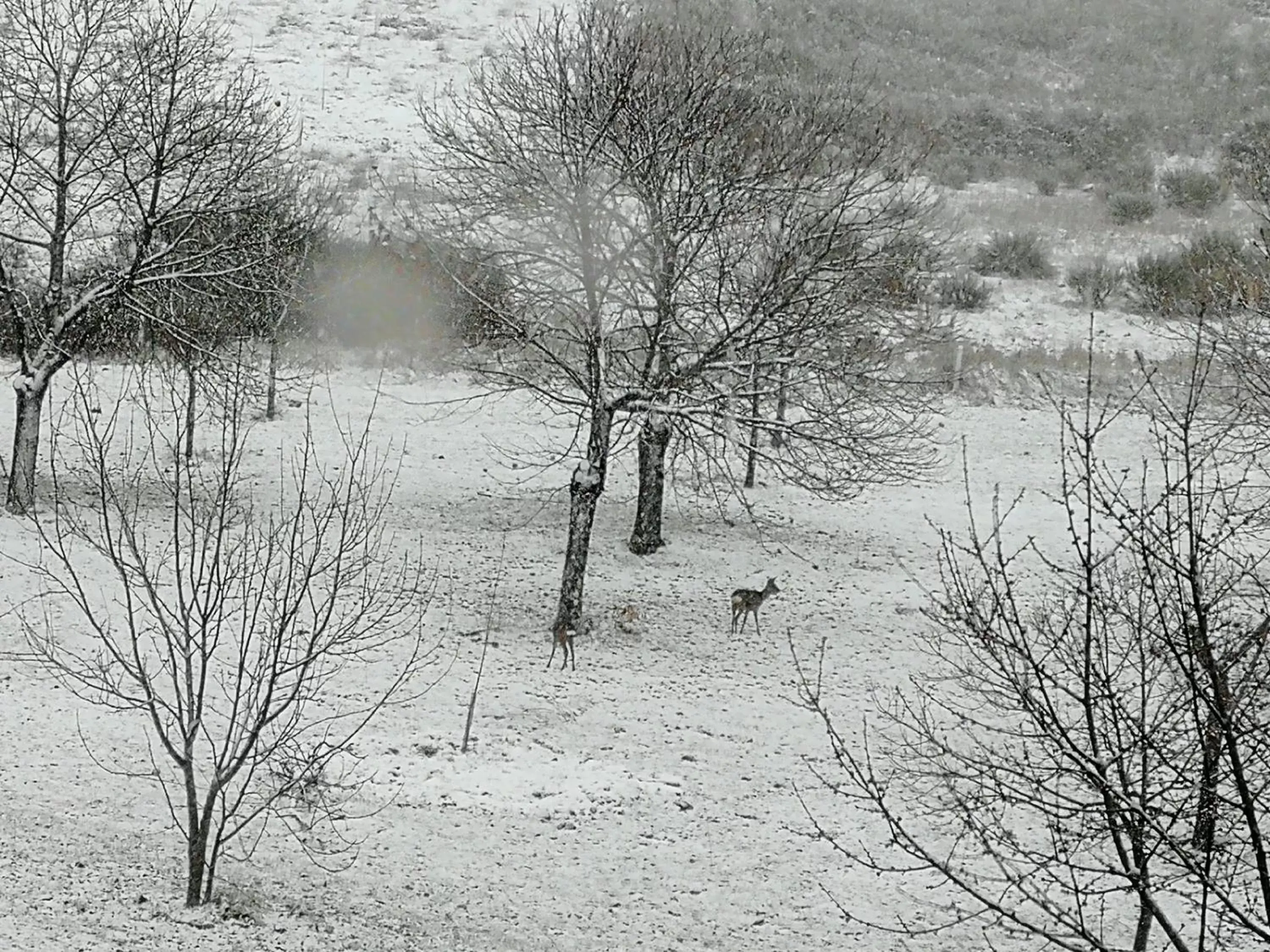 Natural landscape, Winter in O Bilhó