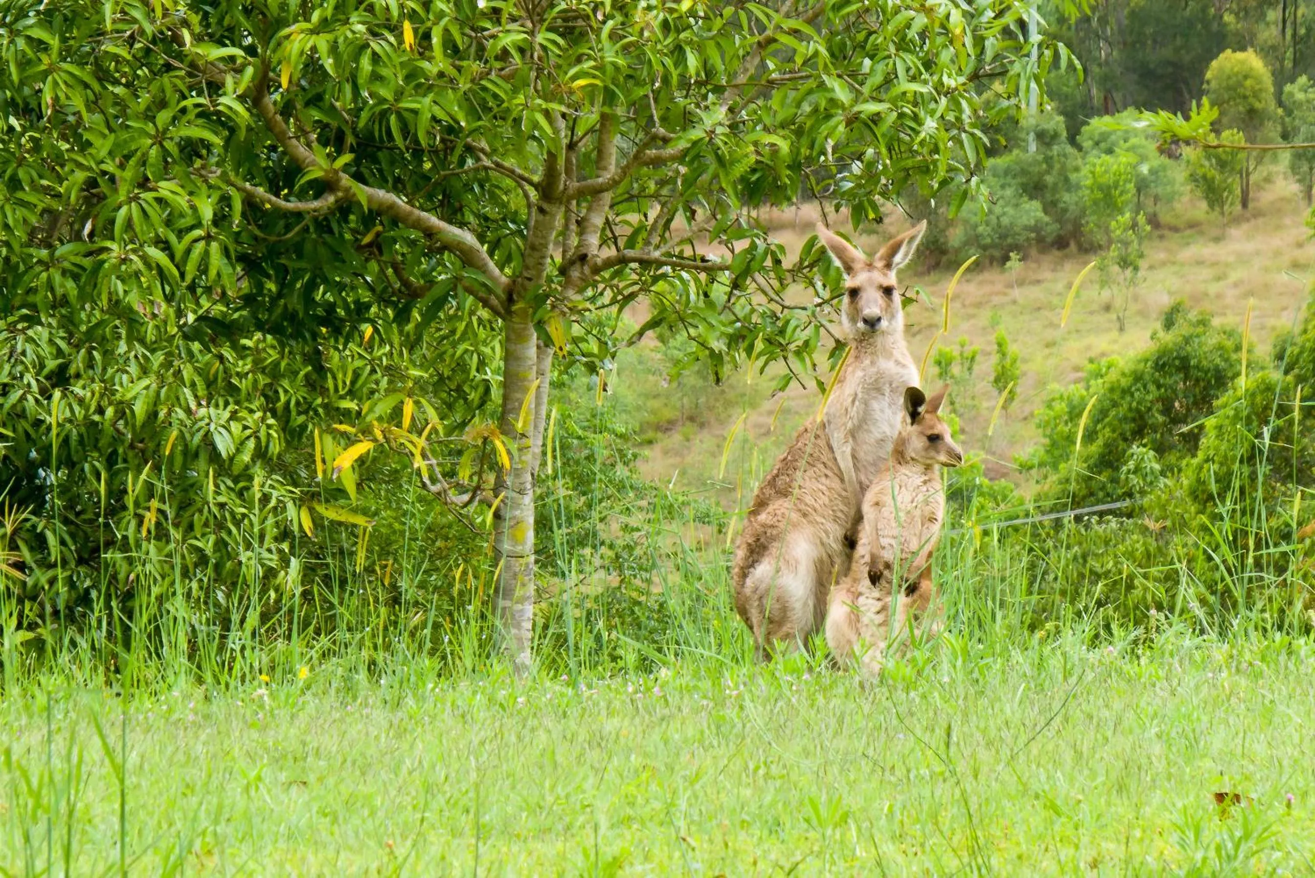 Area and facilities in Glass On Glasshouse