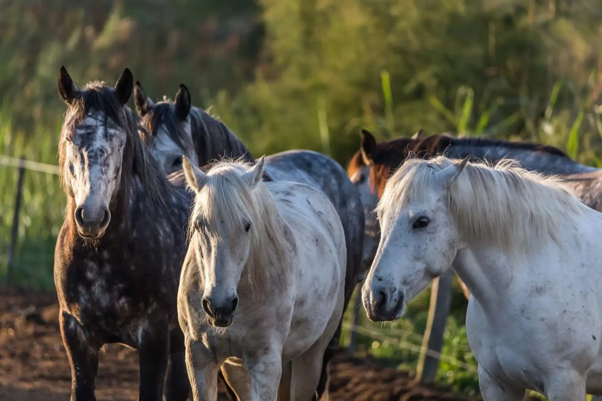 Horse-riding, Other Animals in Auberge Cavaliere du Pont des Bannes