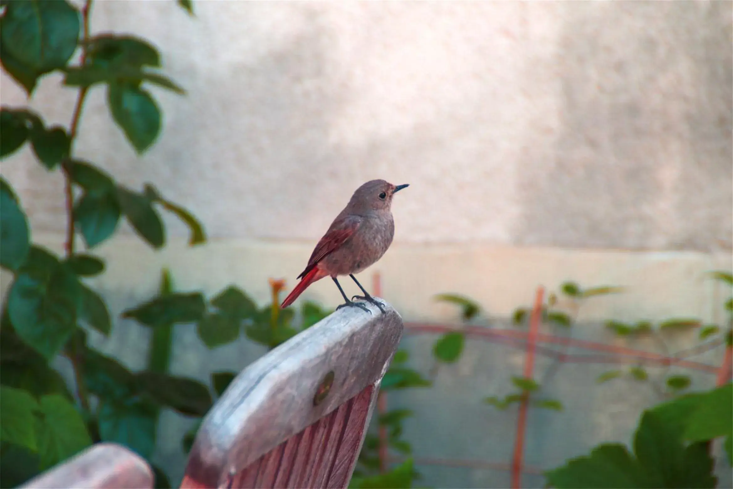 Garden view, Other Animals in Hôtel Mille et une Feuilles