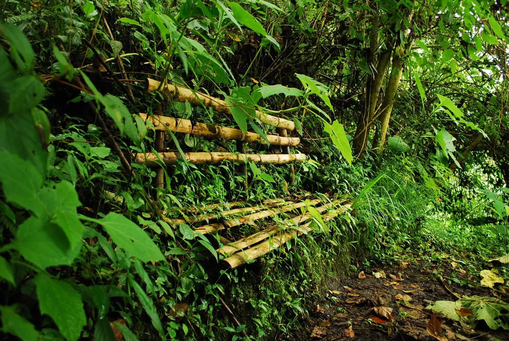 Natural landscape in Eco Lodge La Juanita