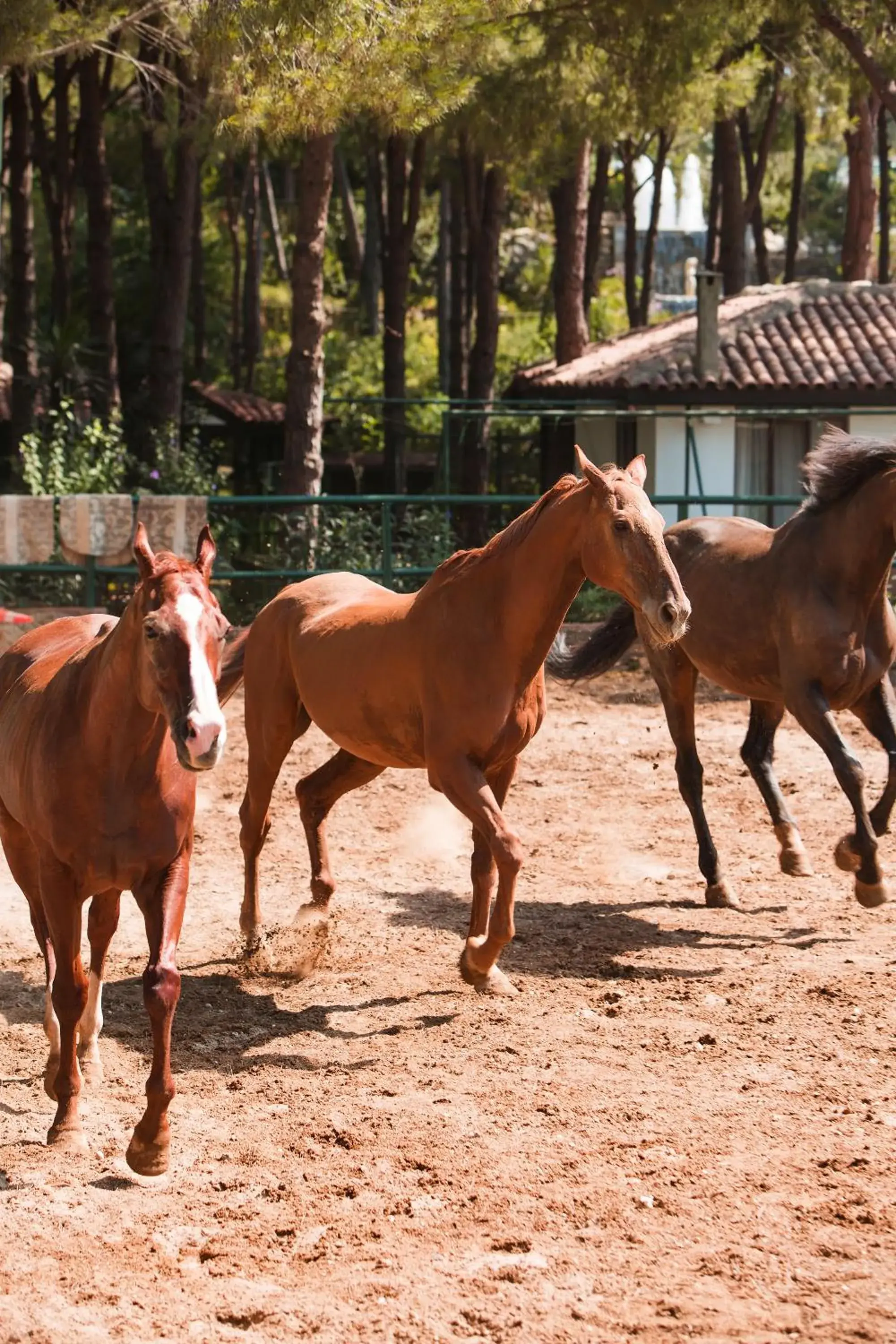 Horse-riding, Other Animals in Bellis Deluxe Hotel