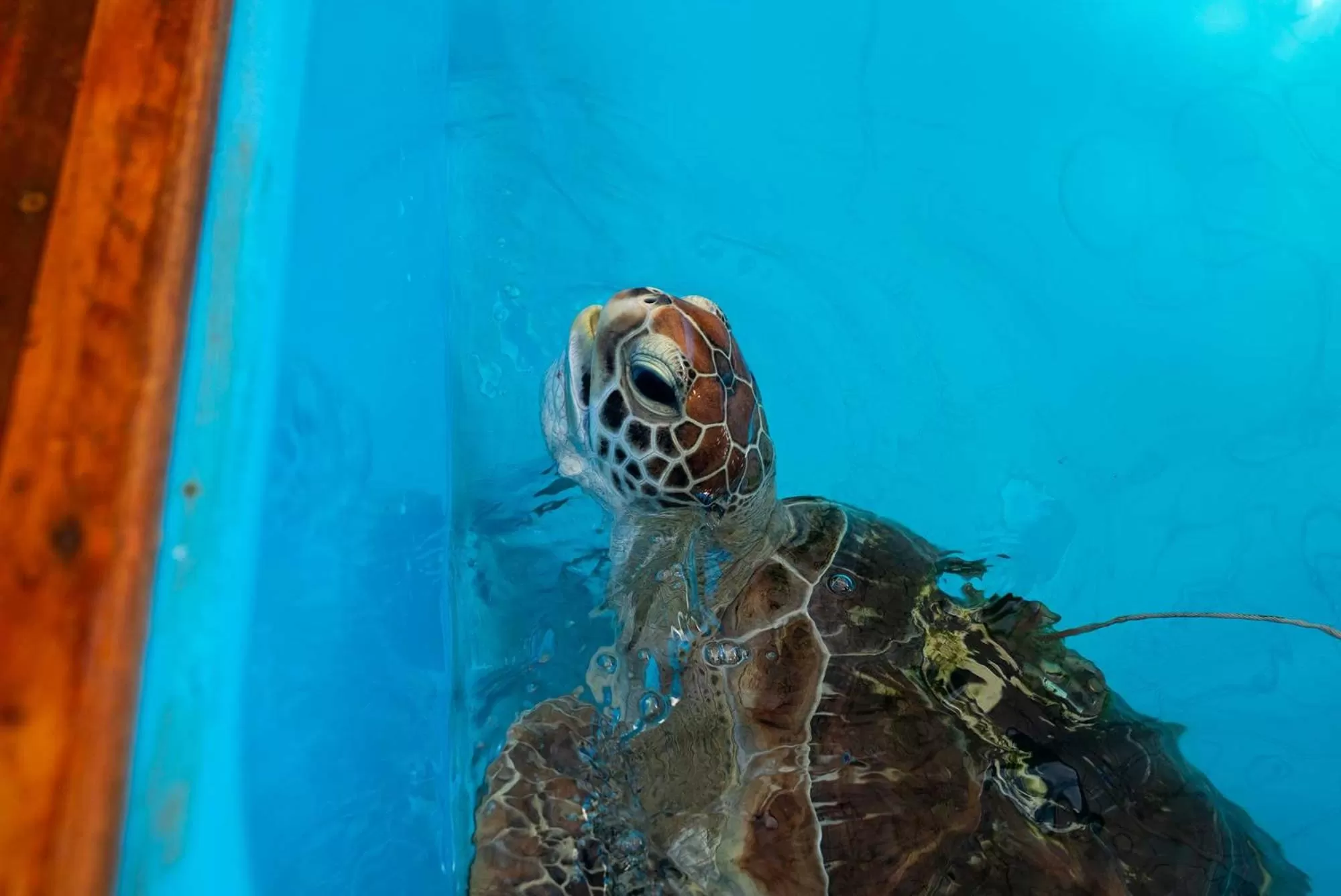 Animals in Fitzroy Island Resort