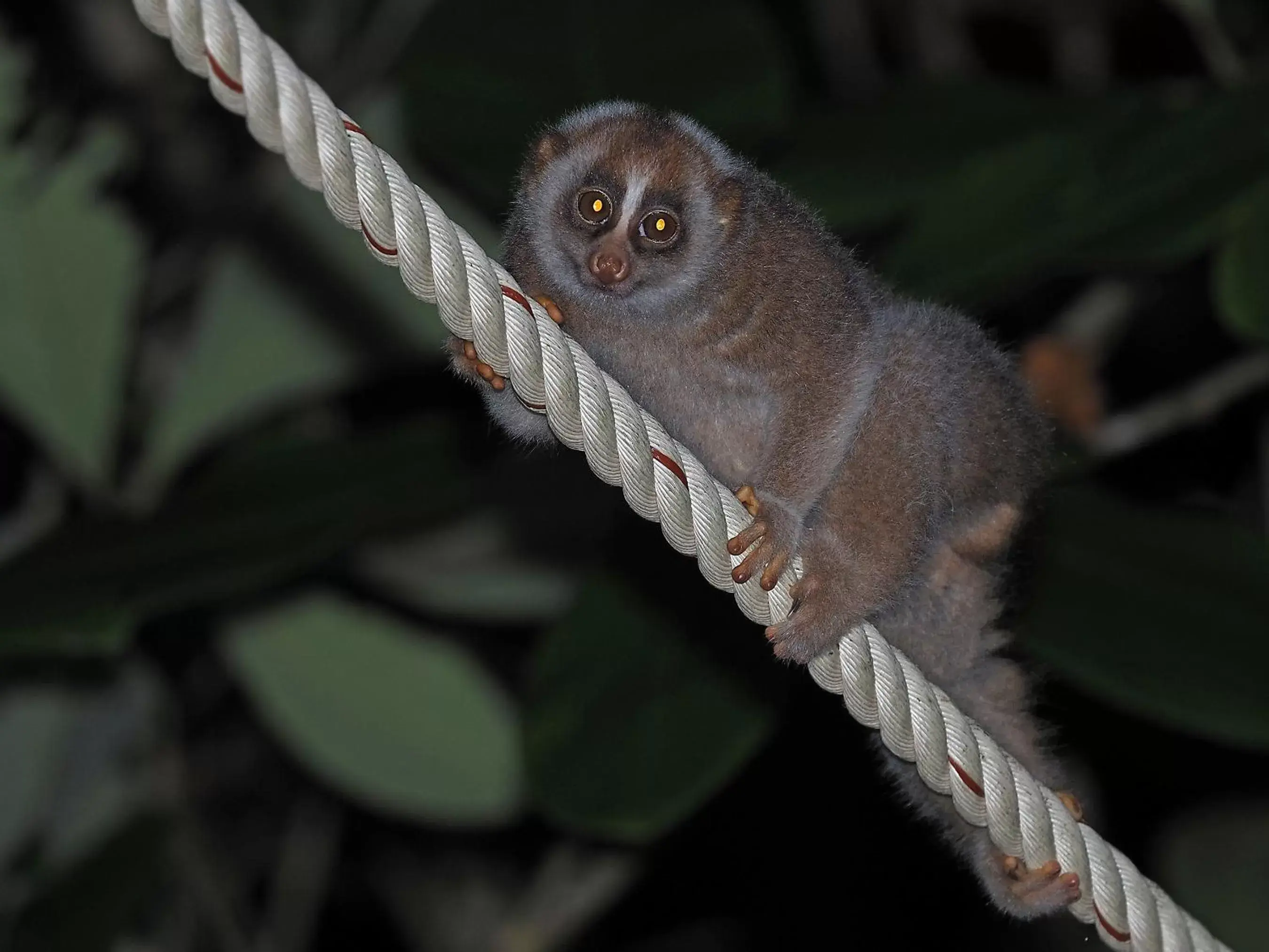 Night, Other Animals in Khaolak Merlin Resort - SHA Extra Plus