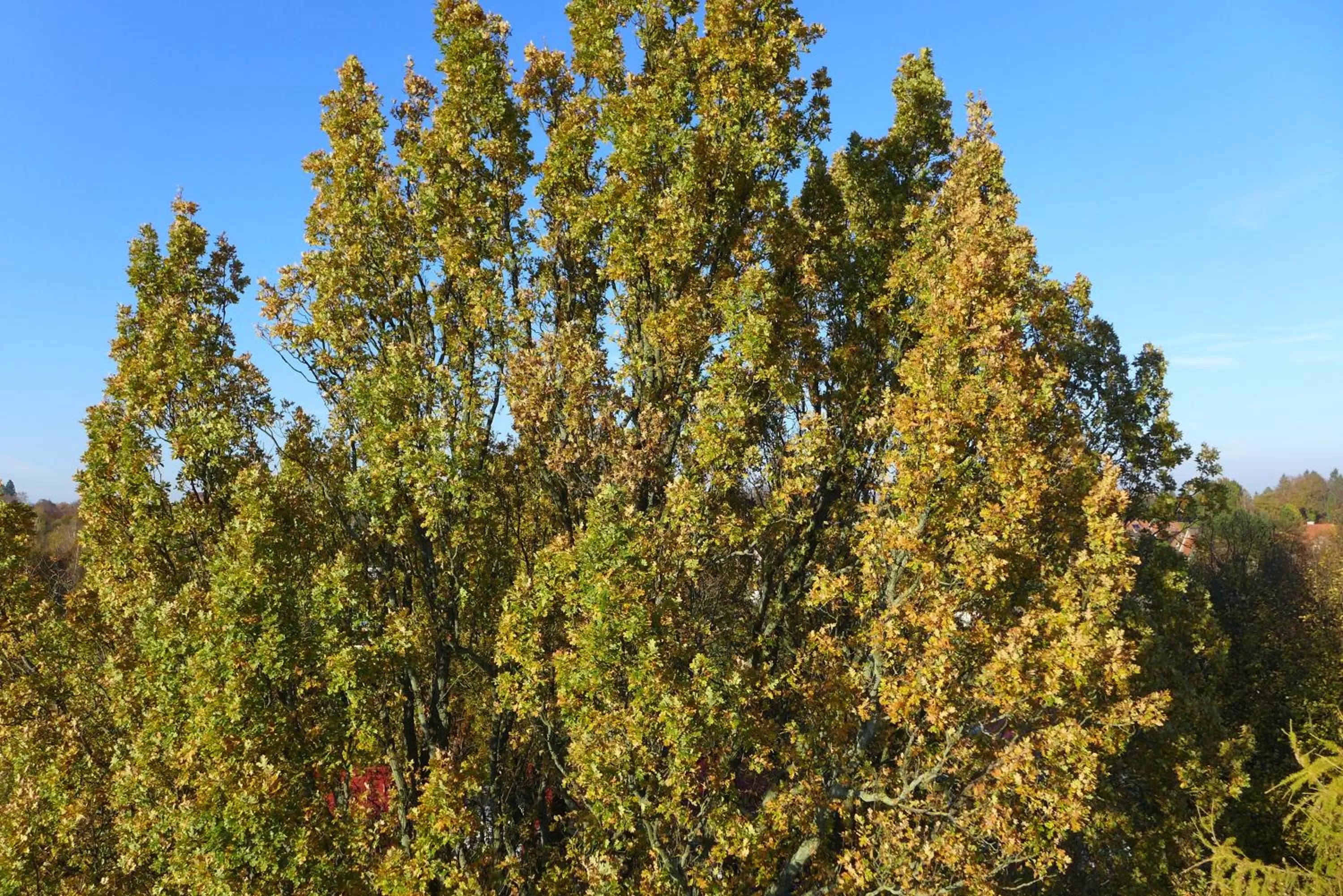 Natural landscape in Hotel Heidpark