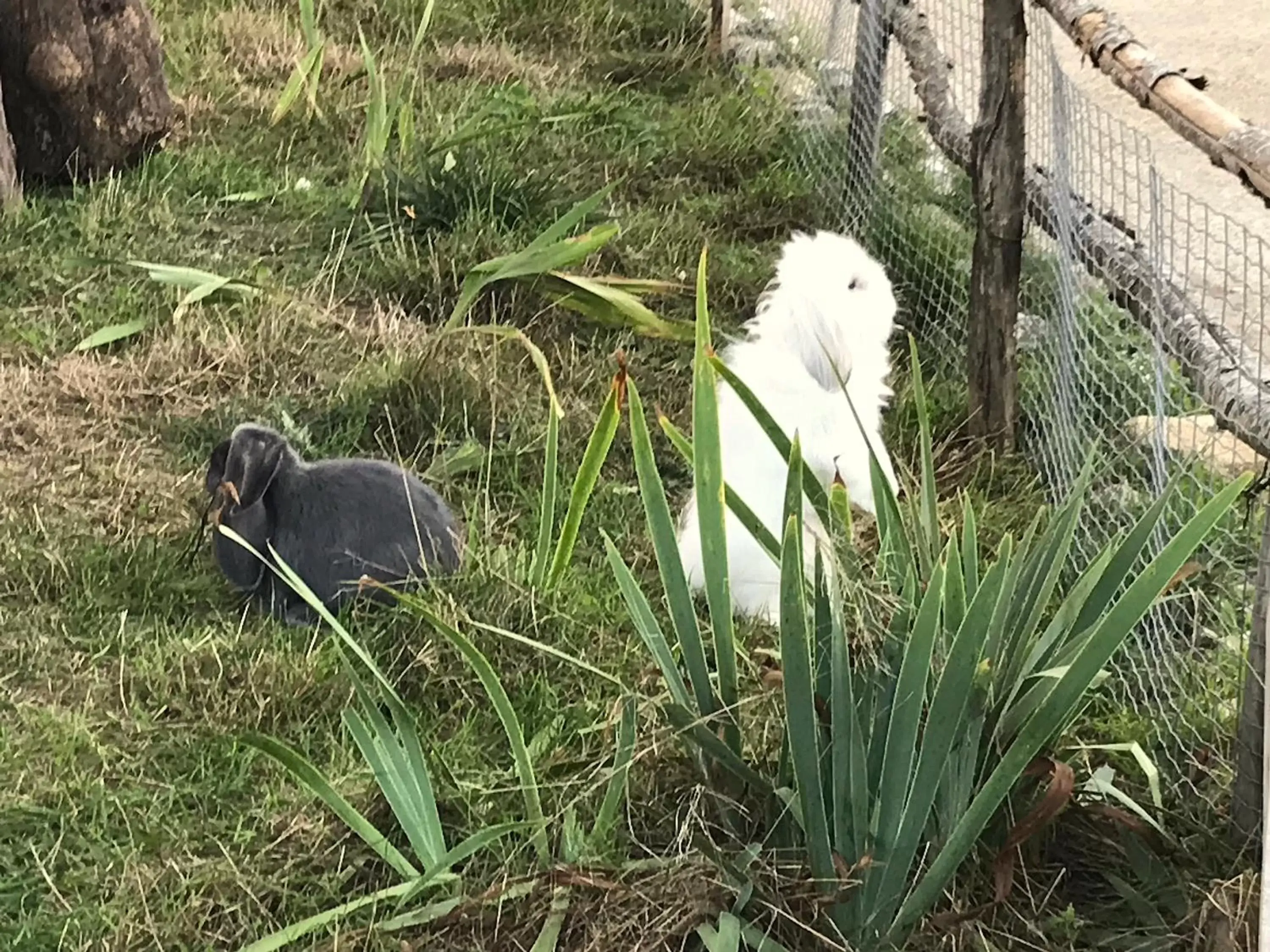 Other Animals in Chez Gustave & Compagnie