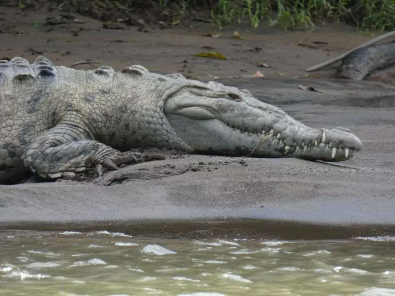 Other Animals in Iguanitas Lodge