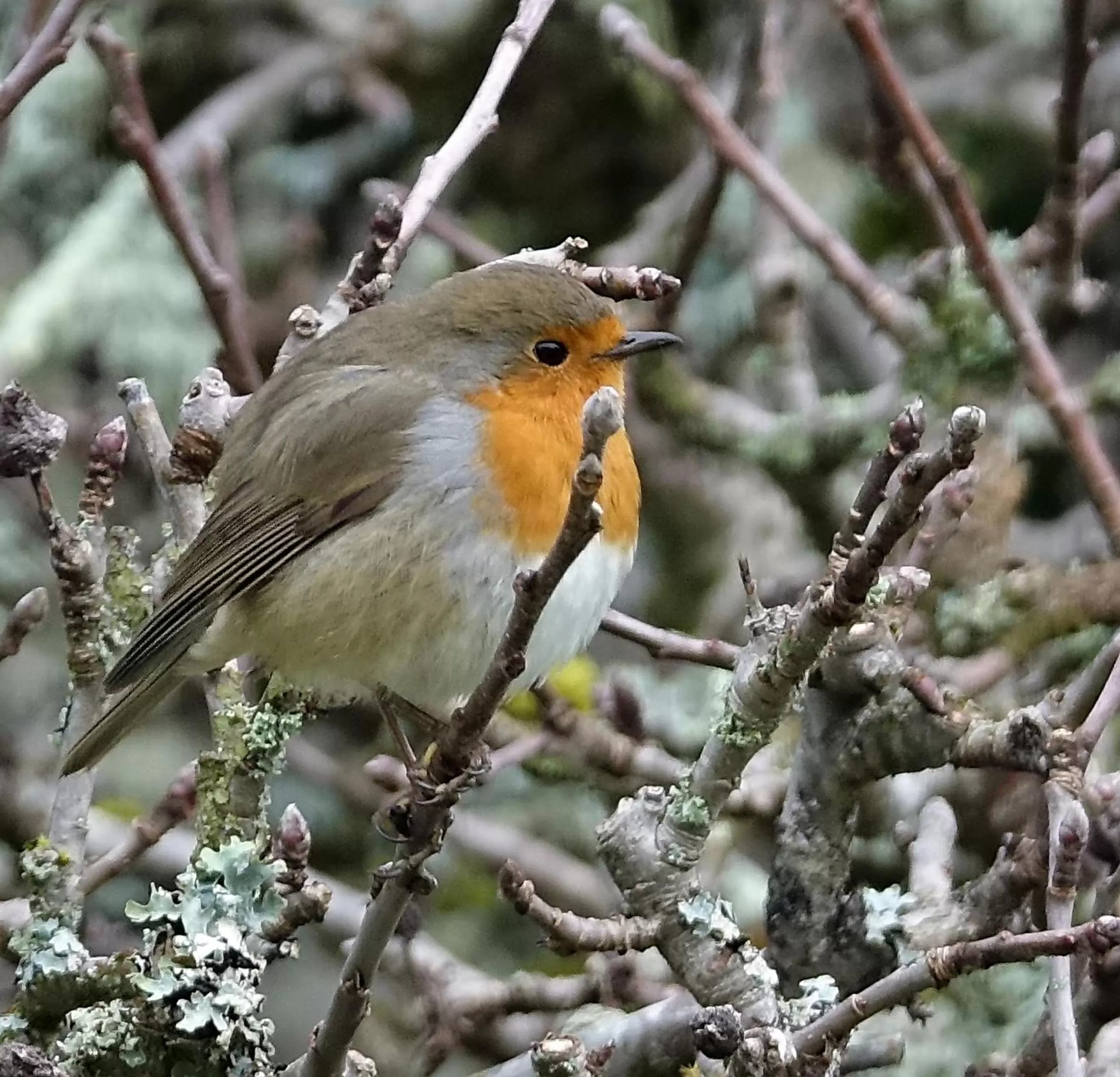Property building in Ferme Boisquillon