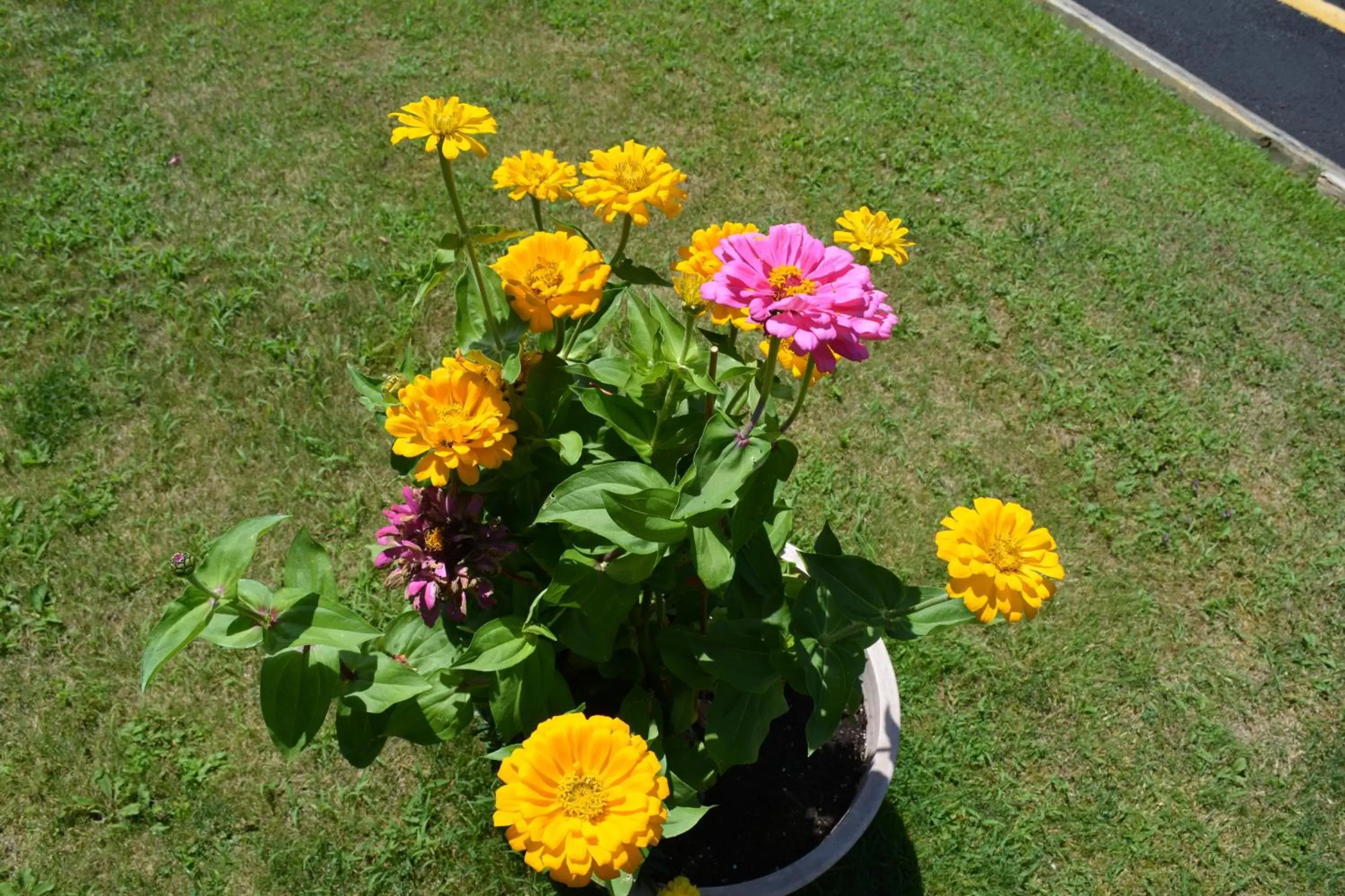 Garden in The Village Motel