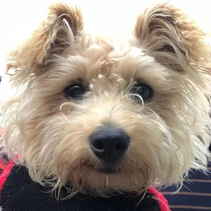 Pets in Korbaylen Estate