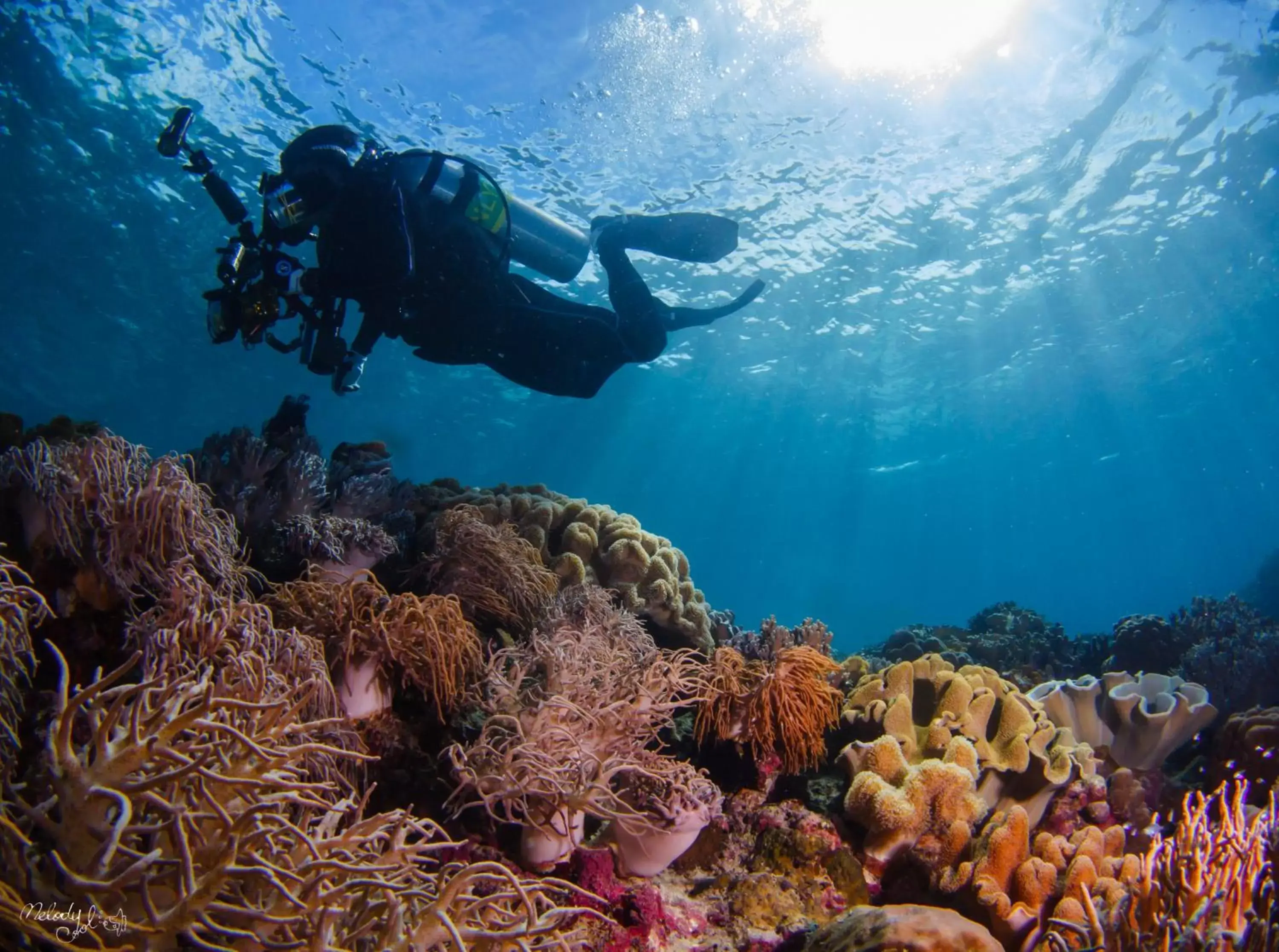 Natural landscape, Other Animals in Turtle Bay Dive Resort