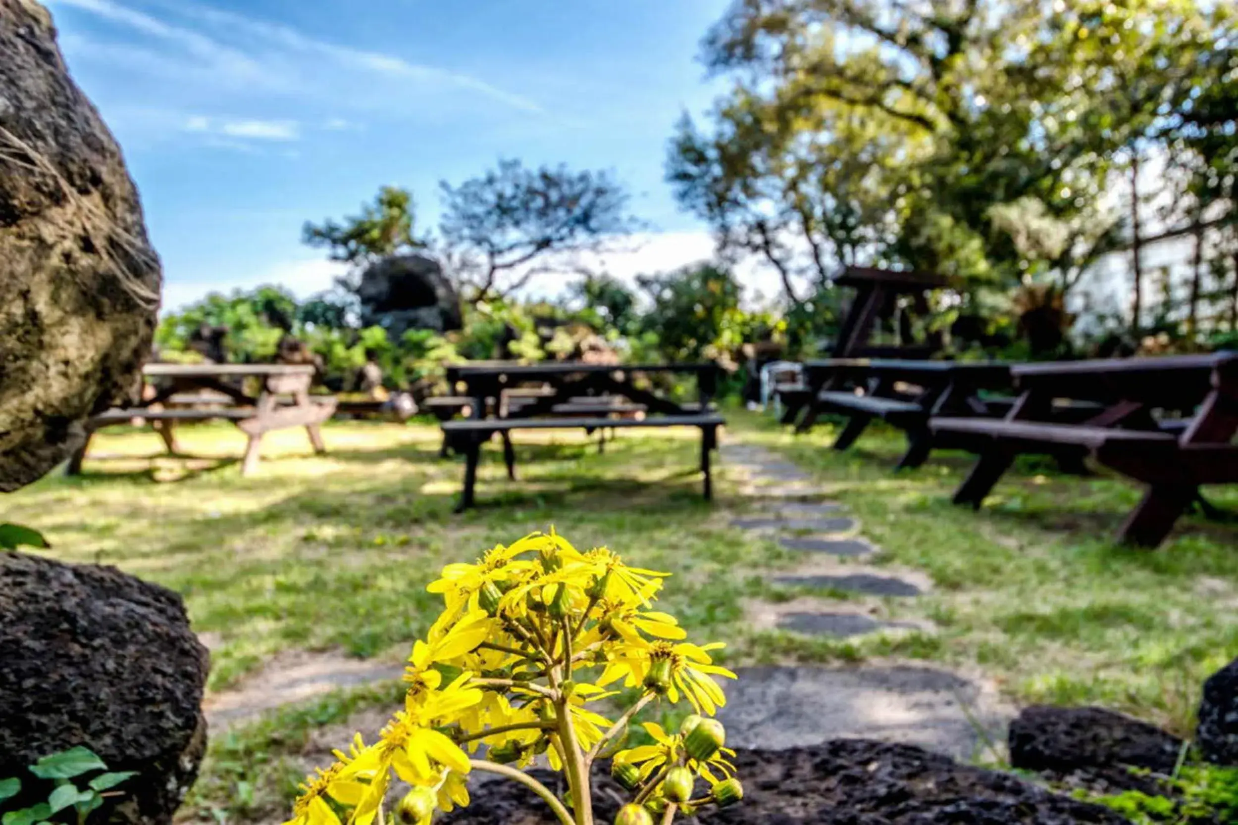 Natural landscape, Garden in Olleyo Resort