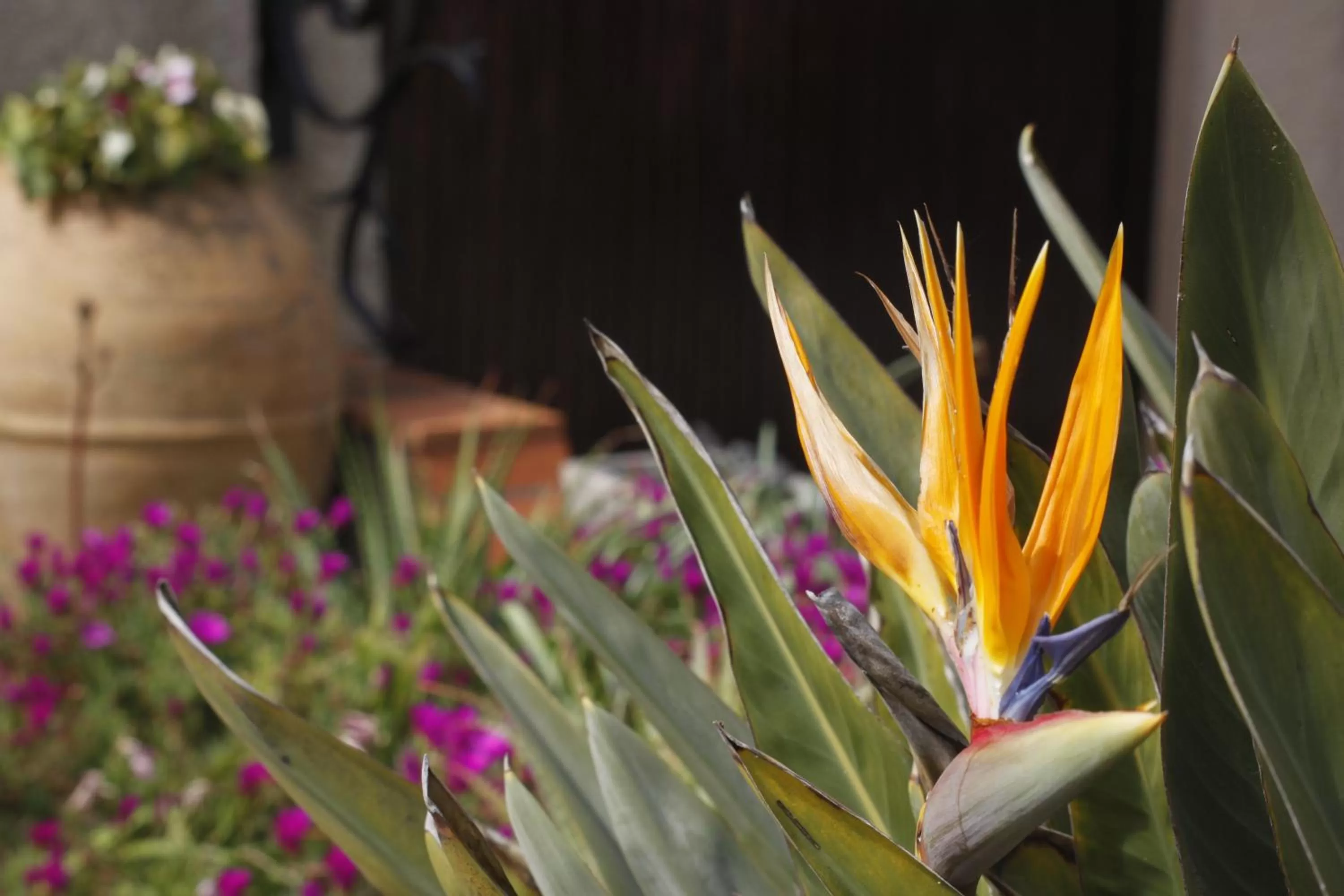 Garden in Hôtel Le Méditerranée