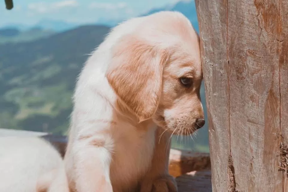 Hocheckhuette On Top of the Kitzbuehel Hahnenkamm Mountain